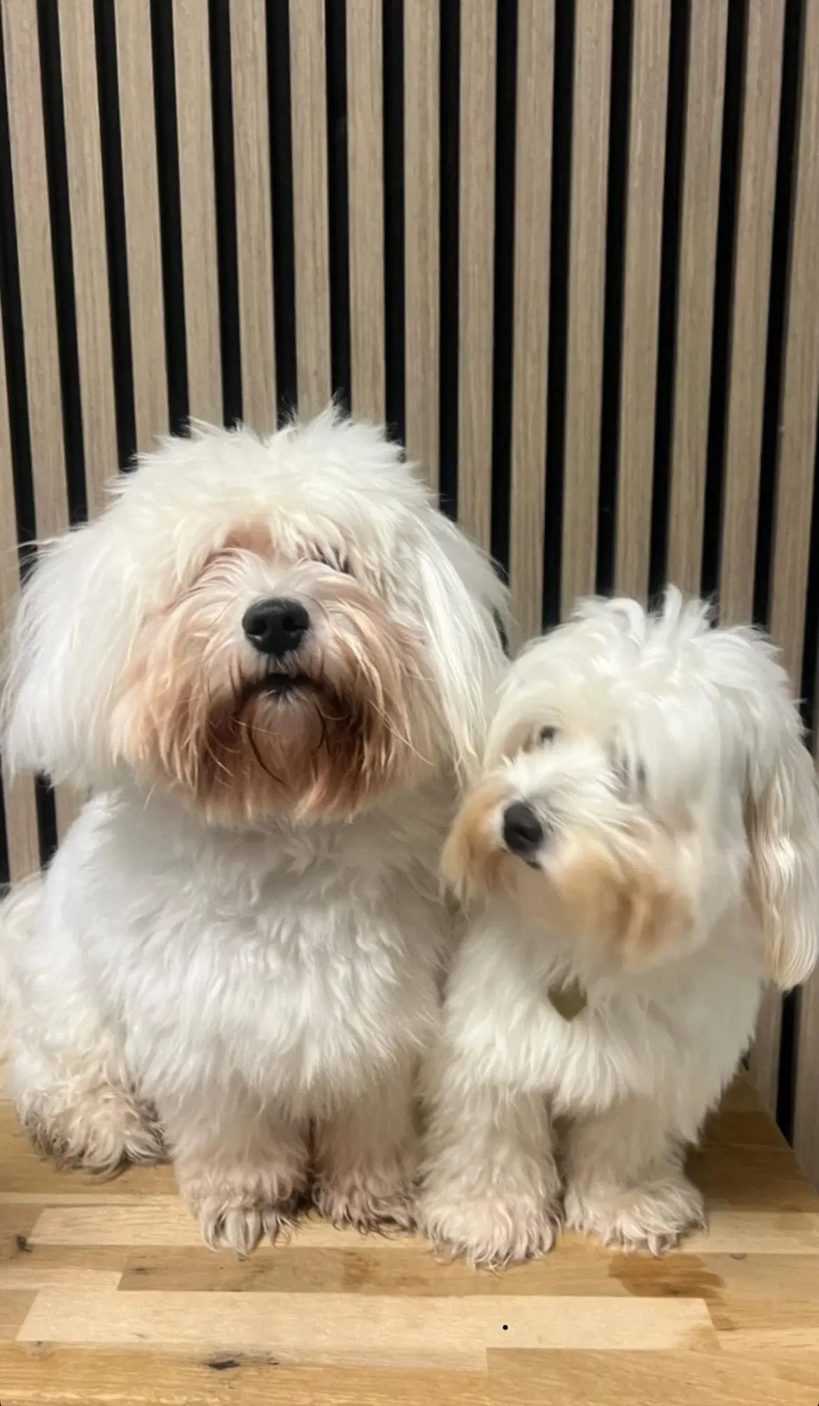 Coton de tulear