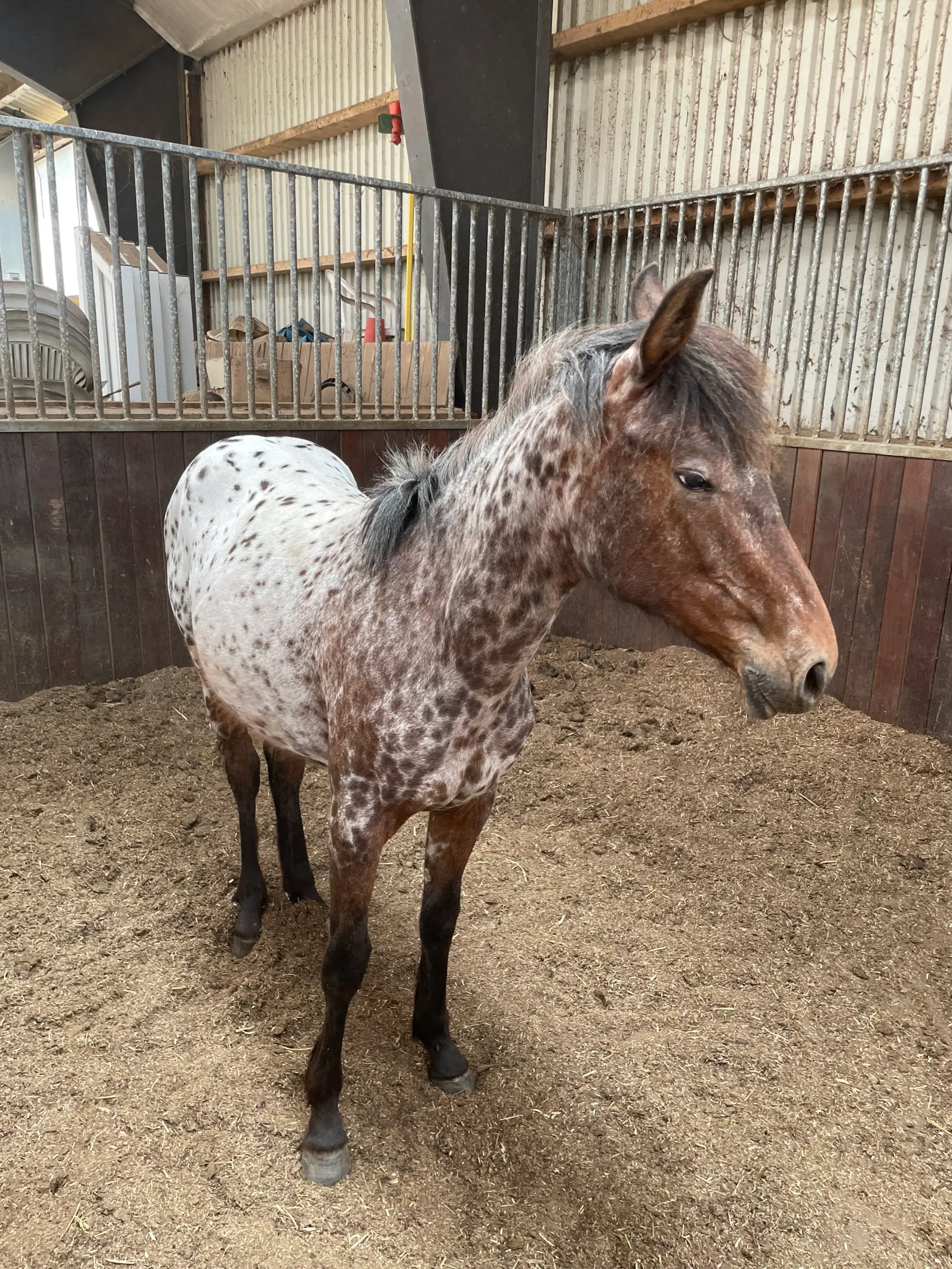 Knabstrupper pony føl