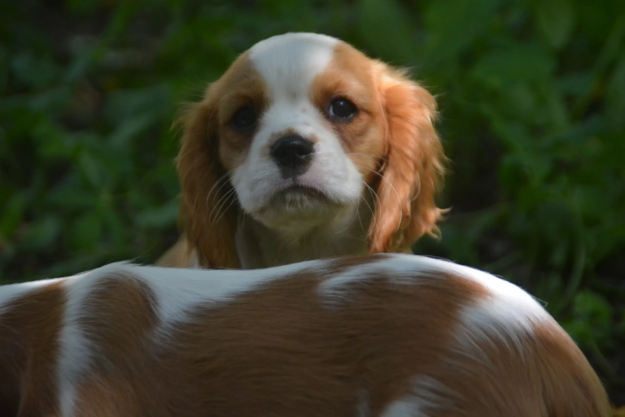 Cavalier King Charles Spaniel