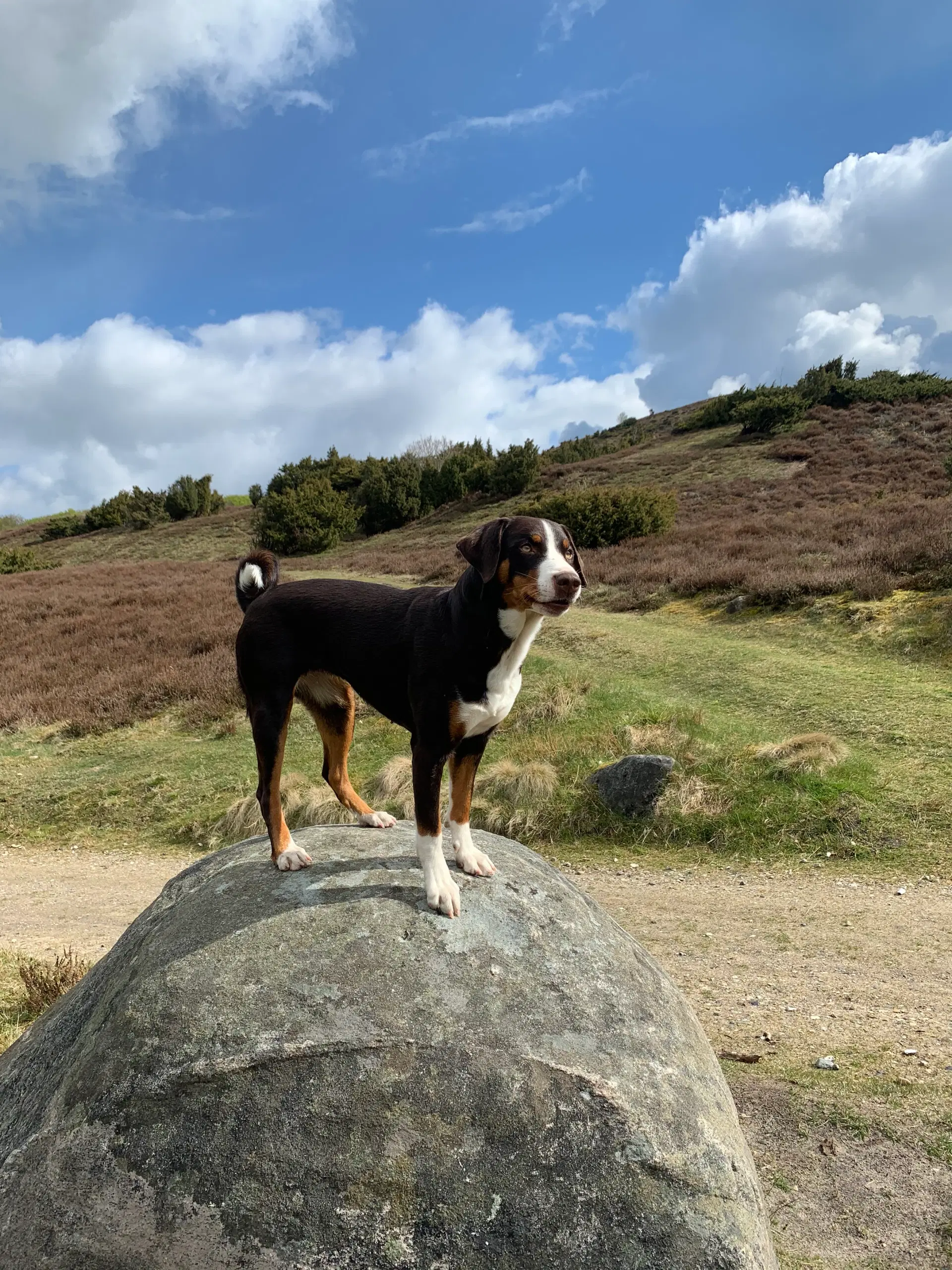 Appenzeller Sennenhund - Alsidig familiehund