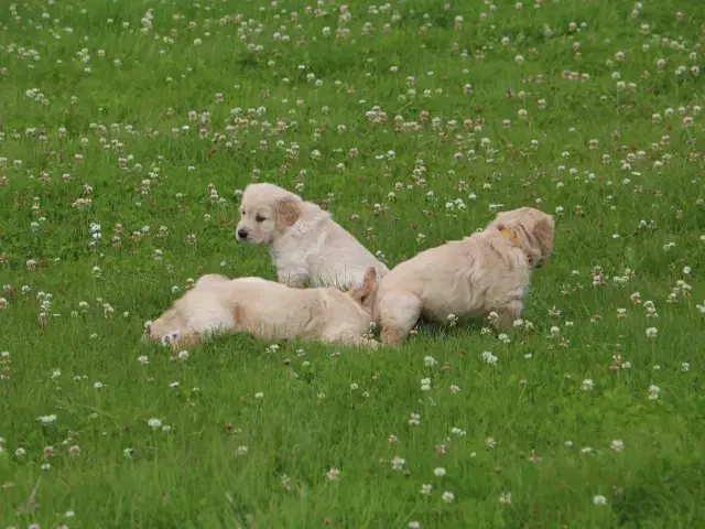 Verdens smukkeste Golden Retriever hvalpe