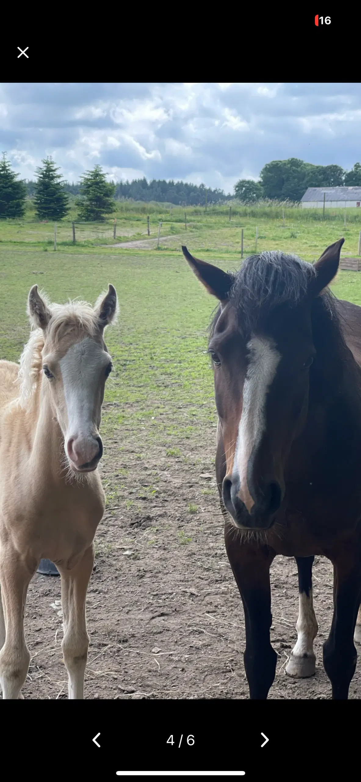 Dsp pony søger nyt hjem