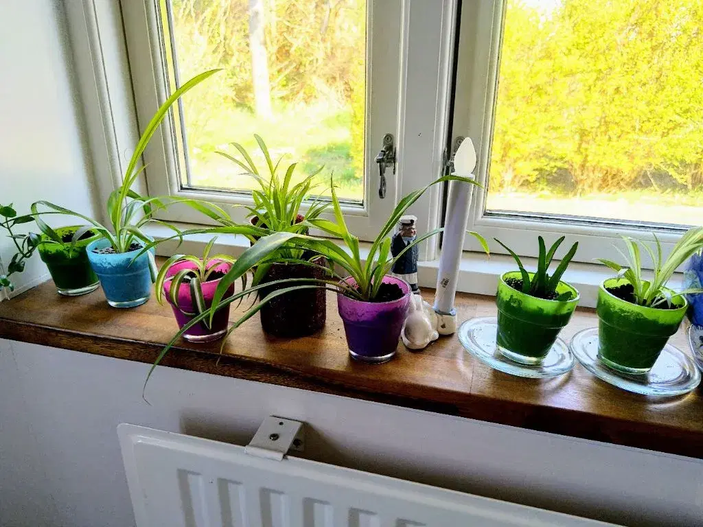 Mini planter i skjulere