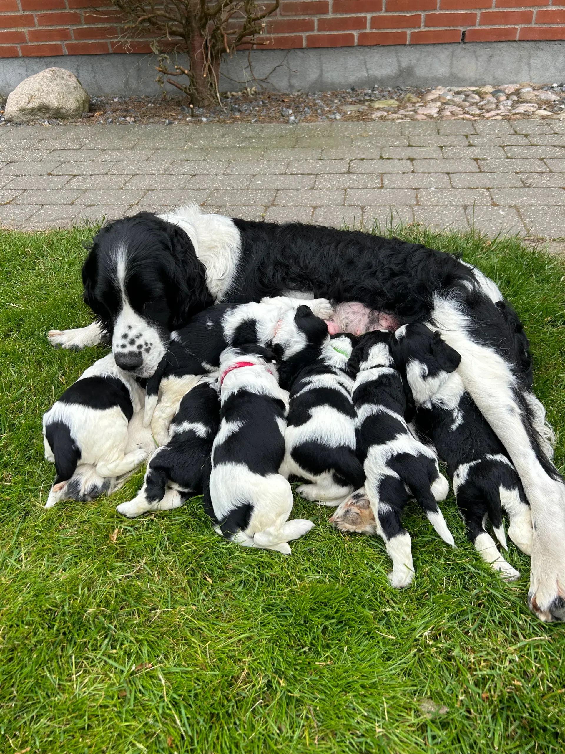 Engelsk springer spaniel