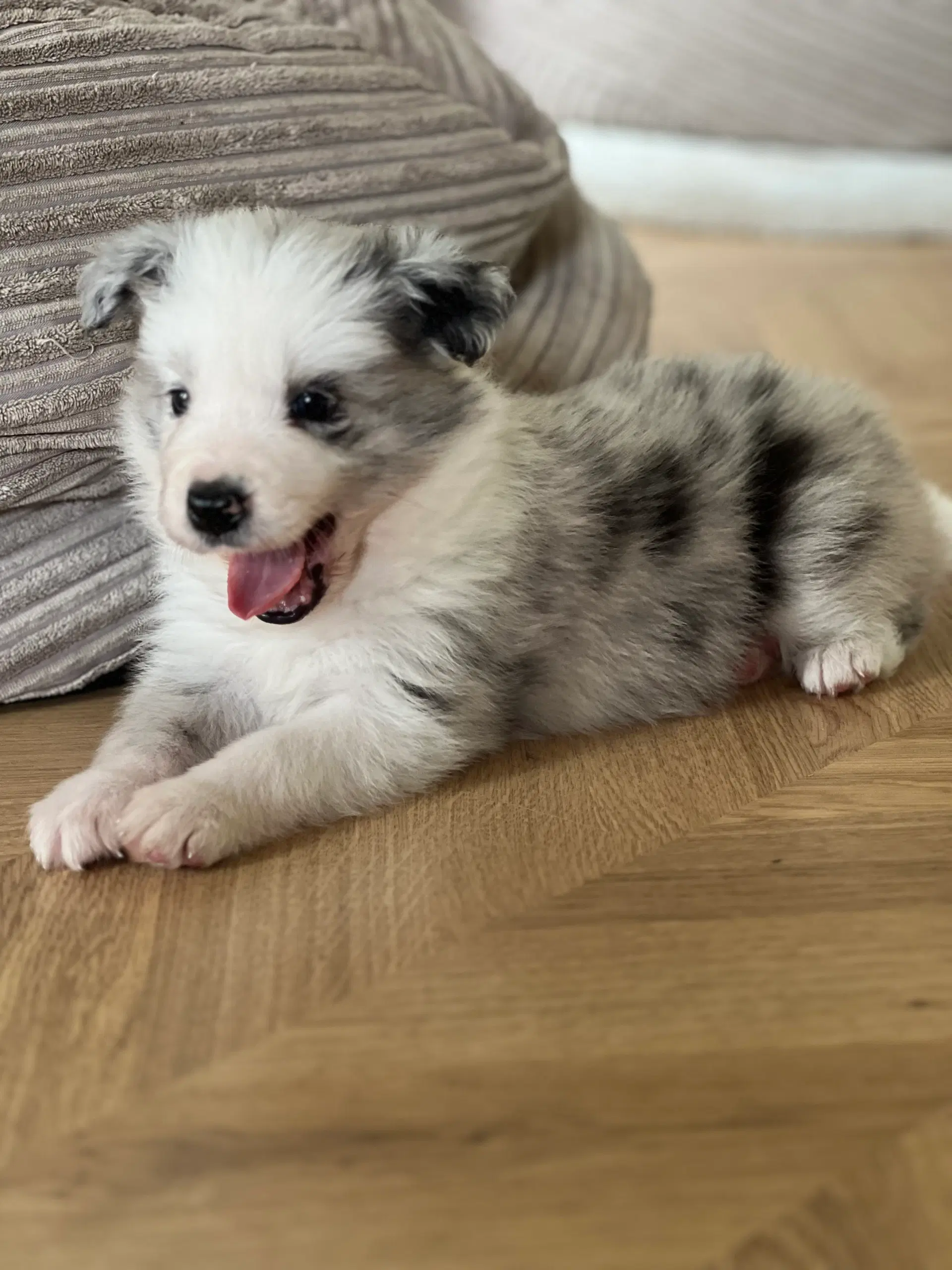 Border collie hvalpe velegnet som familiehund