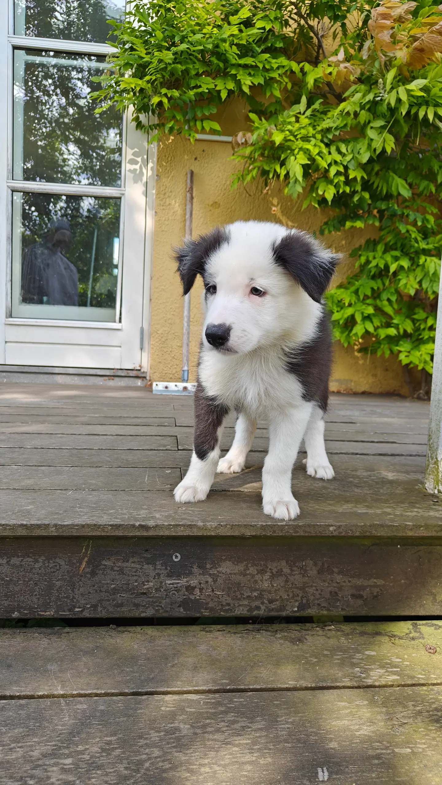 Border Collie/Australian Shepherd hvalpe