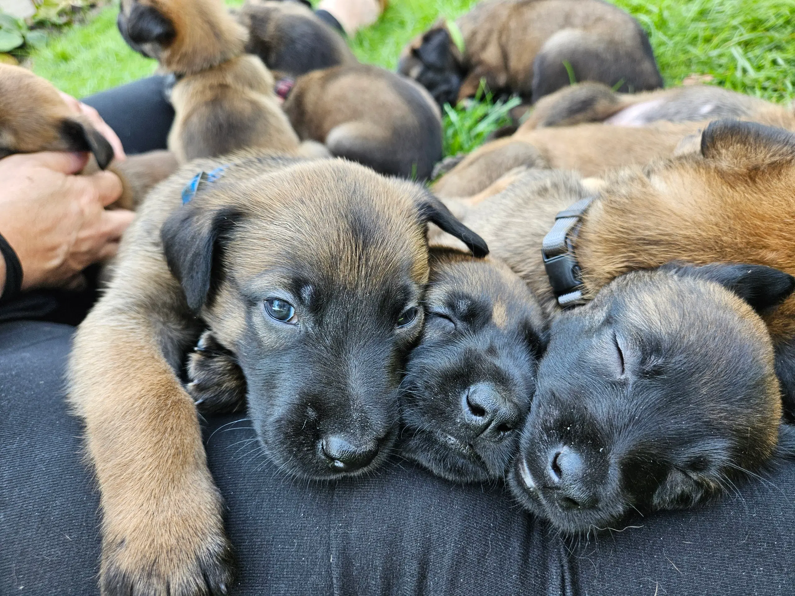 Belgisk Malinois hvalpe til salg