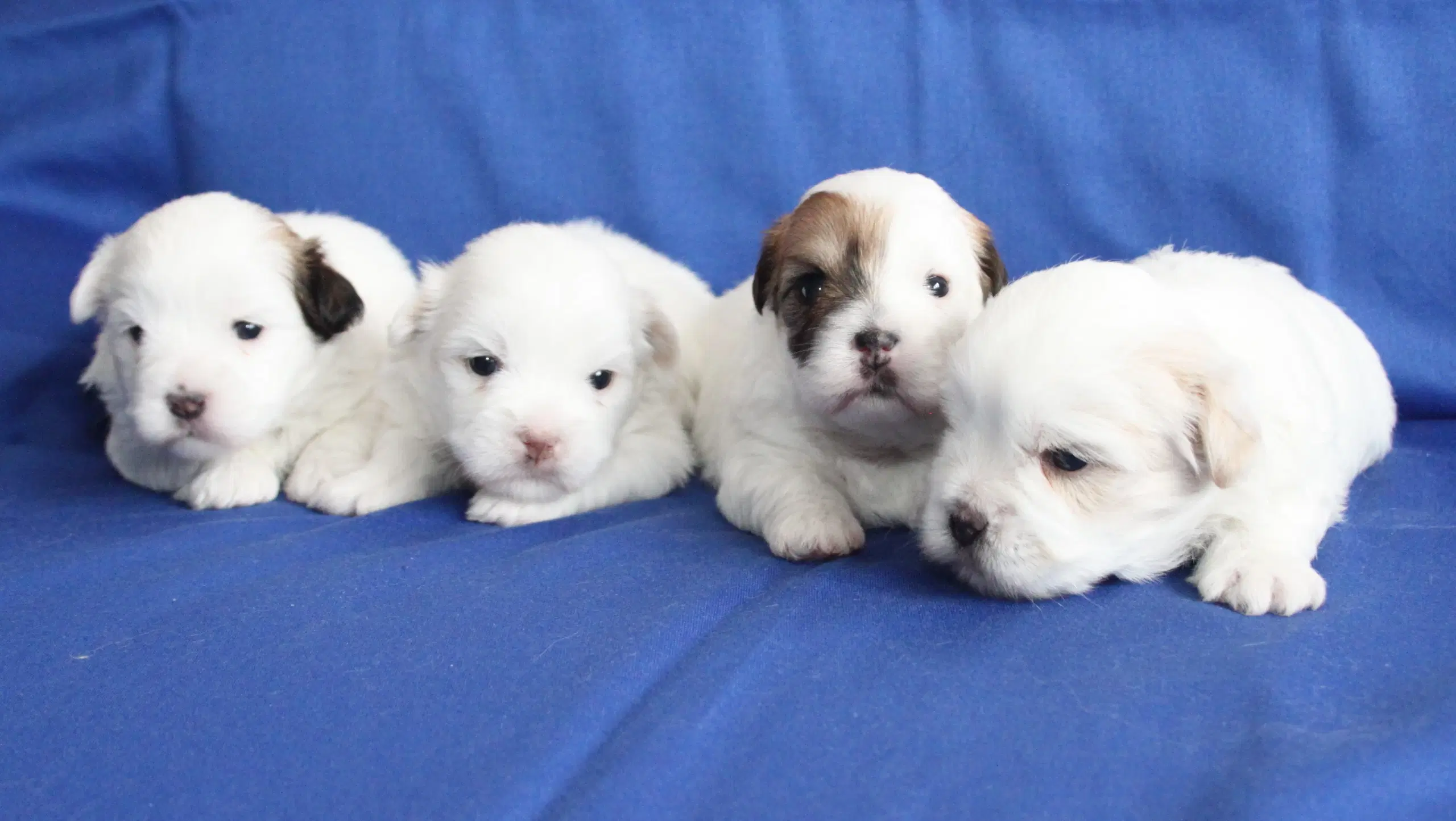 Coton De Tulear hvalpe ( Bomulds hvalpe)