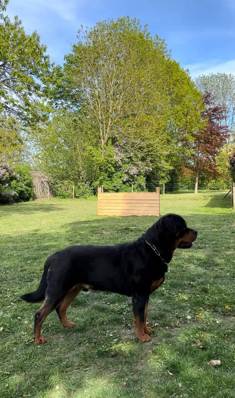 Rottweiler hvalpe