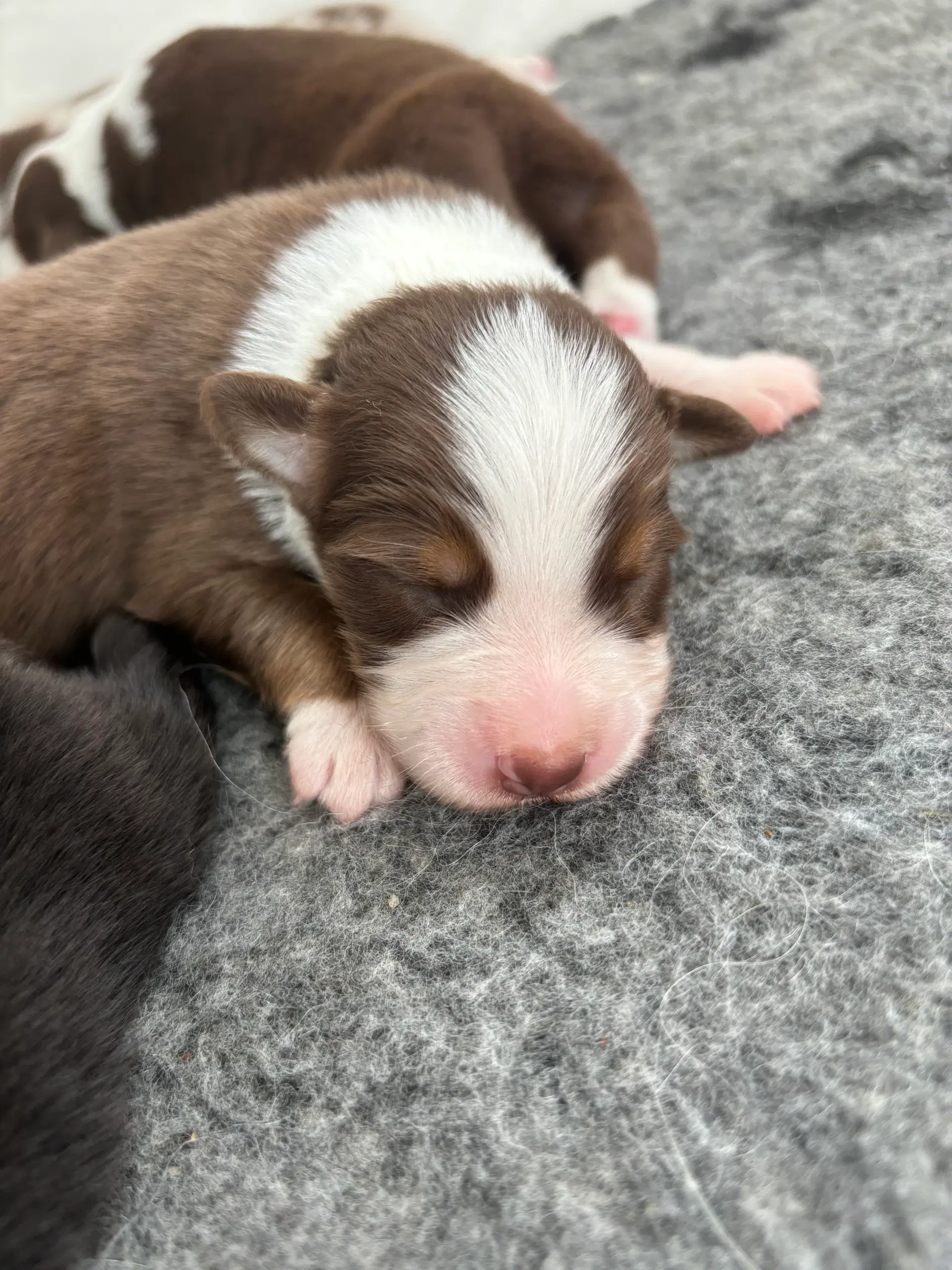 Australian shepherd hvalp Aussie