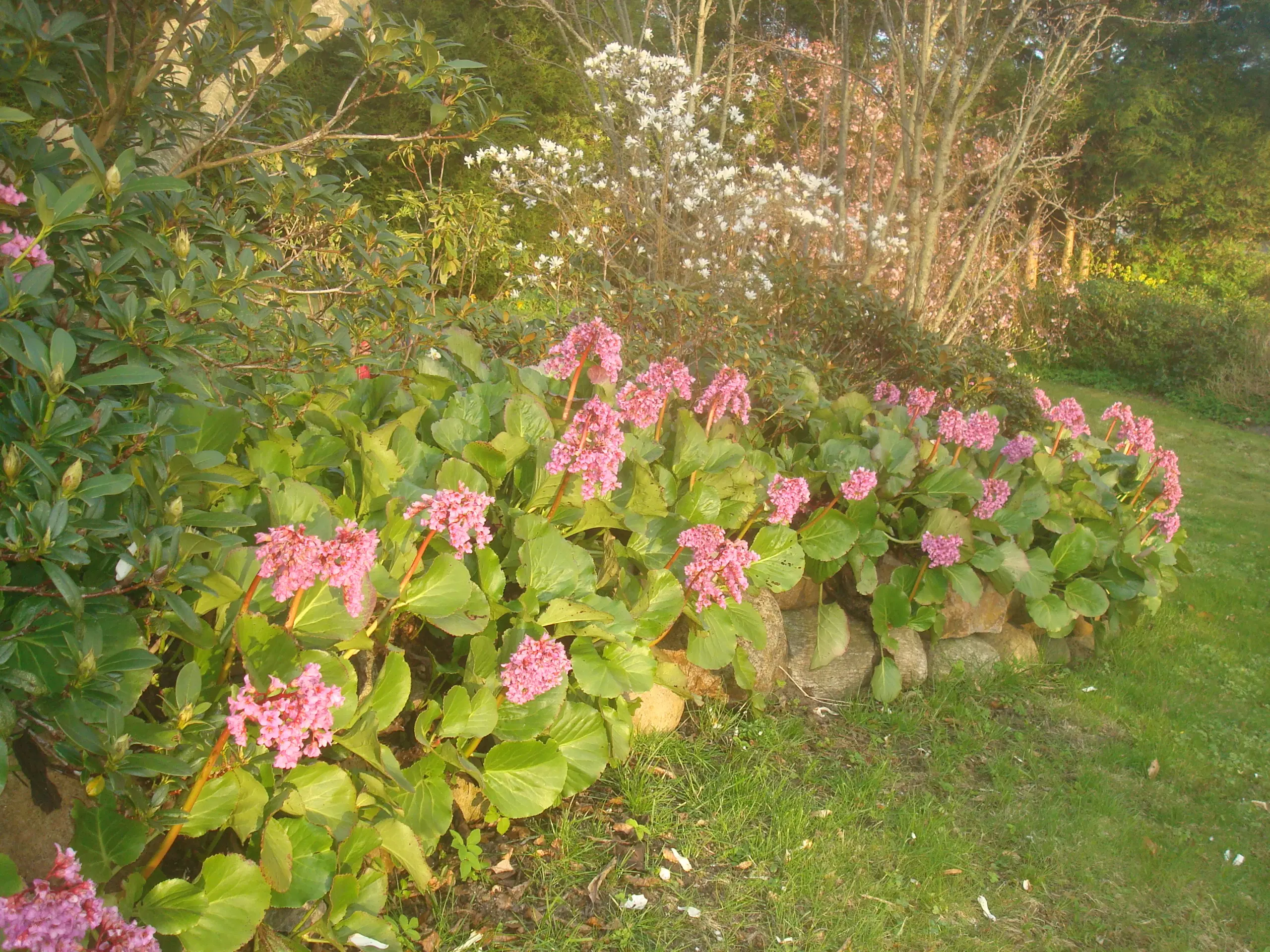 Kæmpestenbræk STAUDE flotte planter