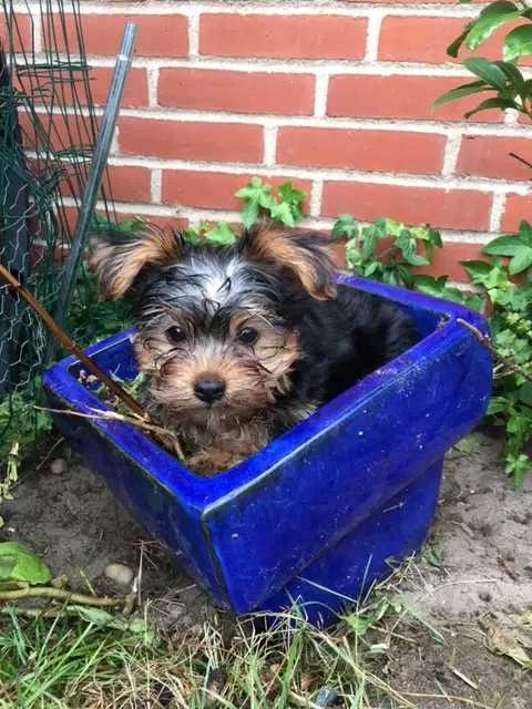 Yorkshireterrier hvalpe