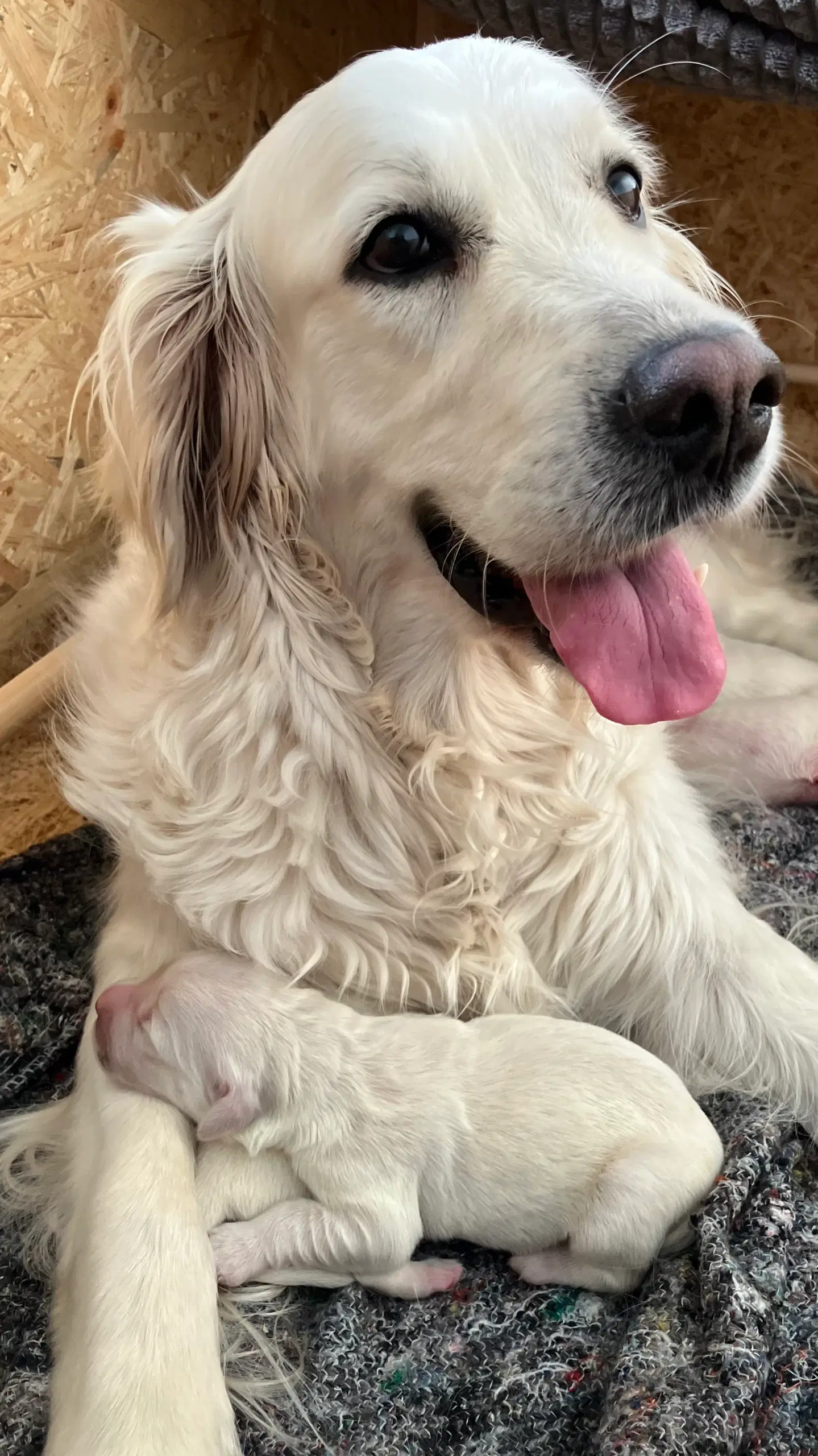 Golden retriever hvalpe