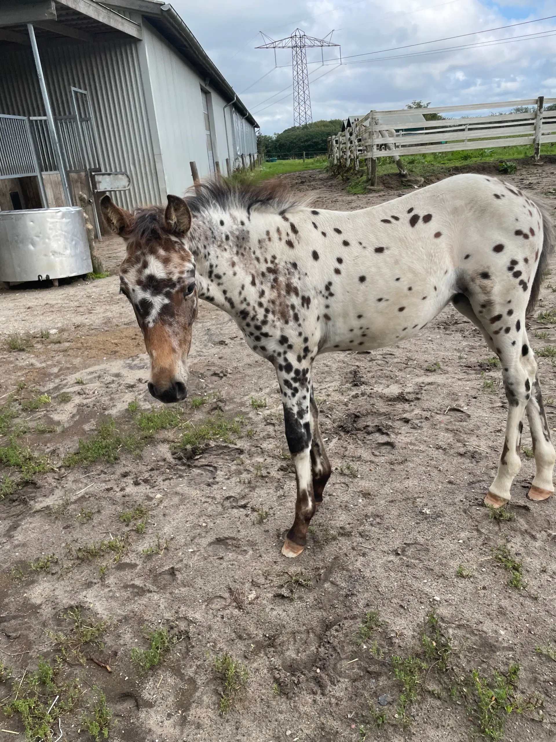 Knabstrupper pony føl