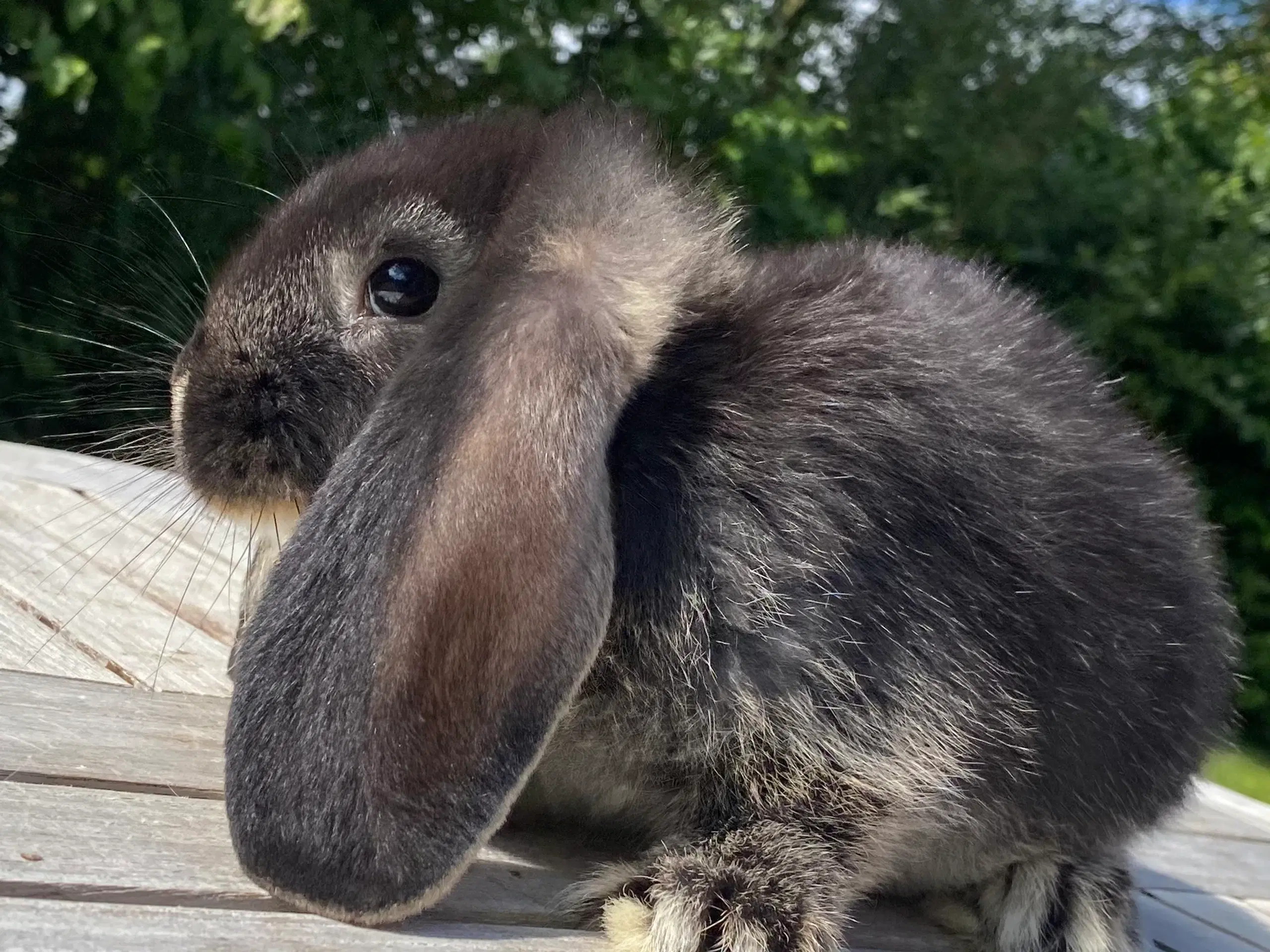 FRANSK VÆDDER HUN SORT OTTER