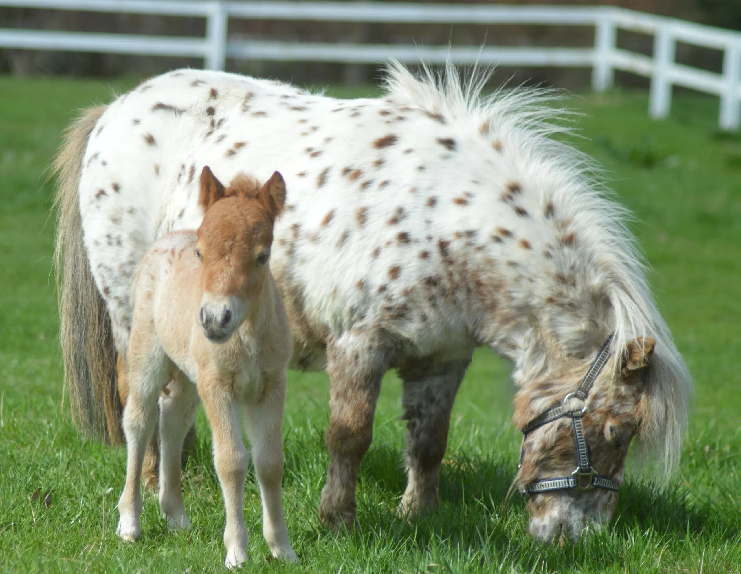 Mowgli -Mini Appaloosa