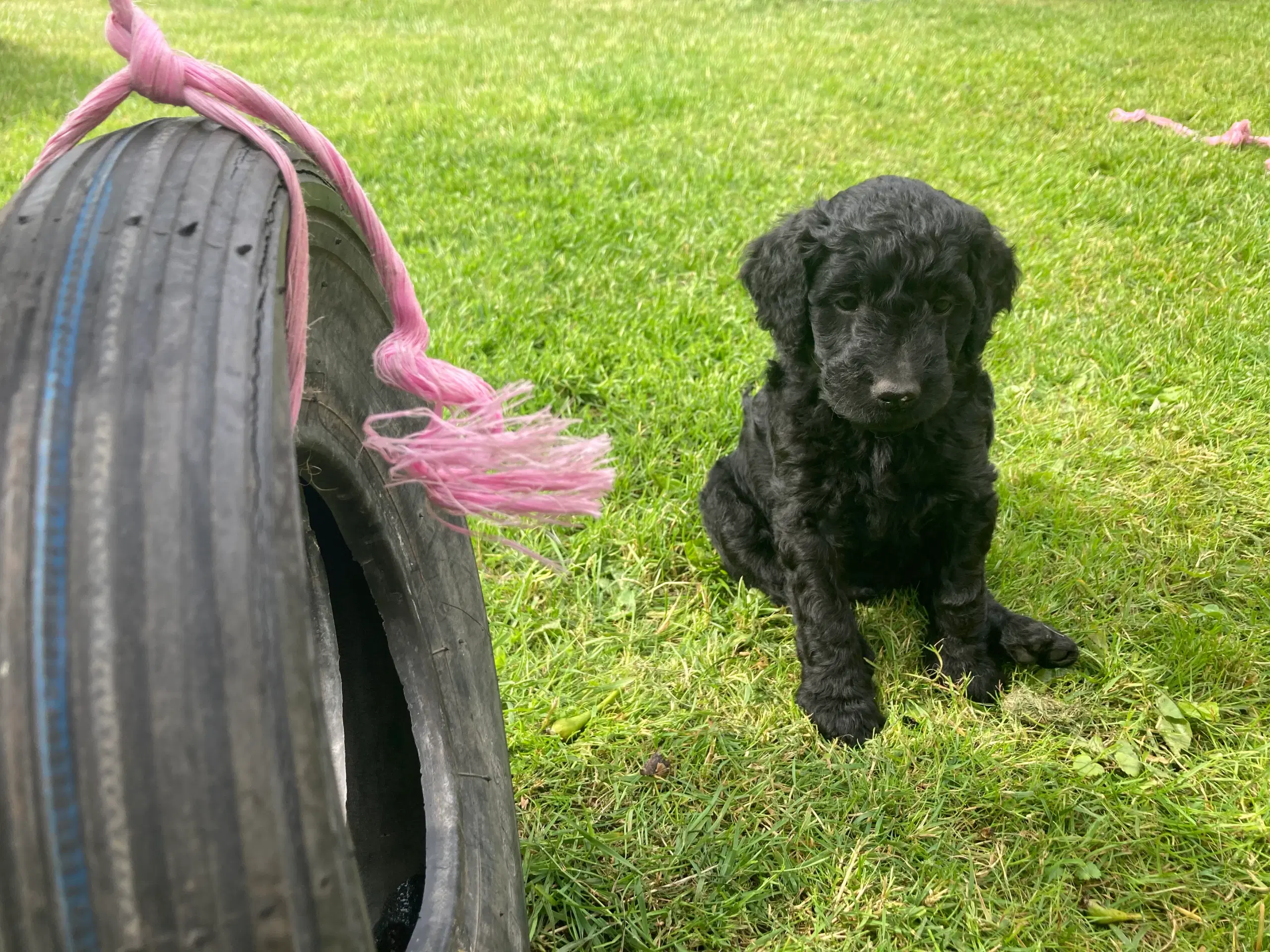 Goldendoodle hvalpe