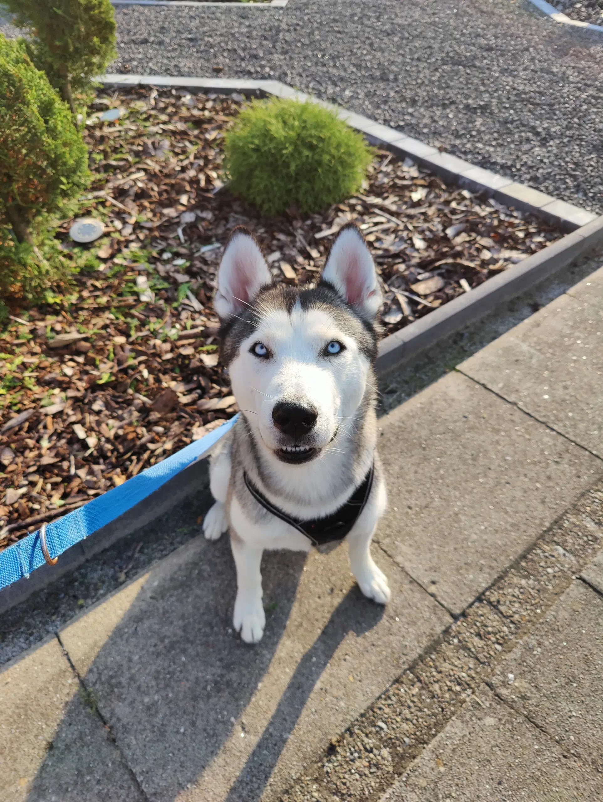 Siberian husky 18 mdr