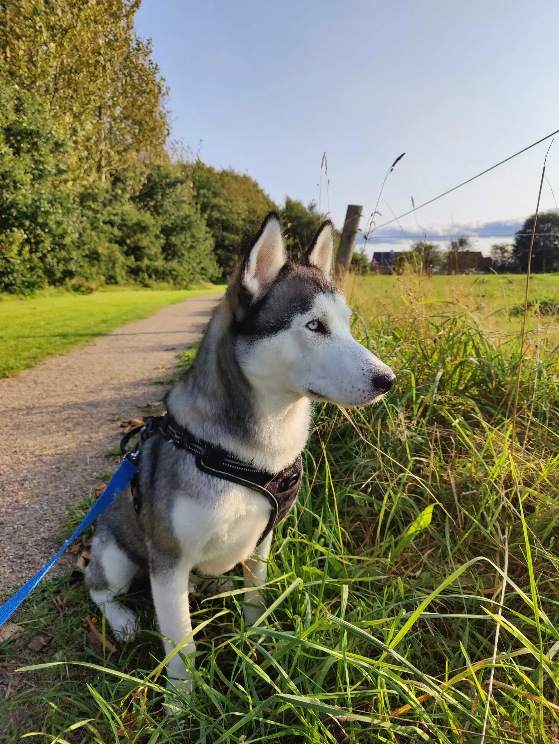 Siberian husky 18 mdr