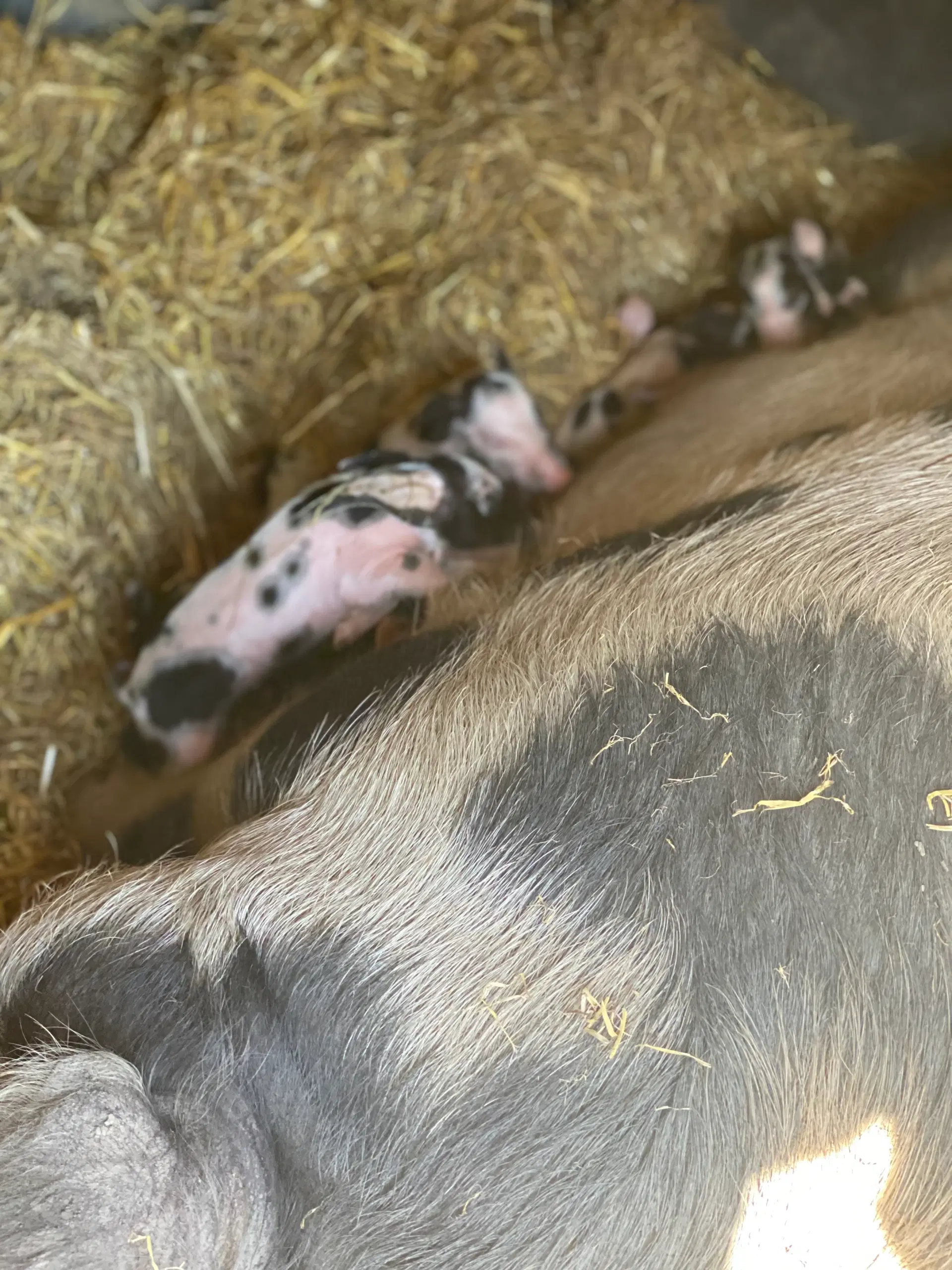 Smågrise gammel dansk landrace