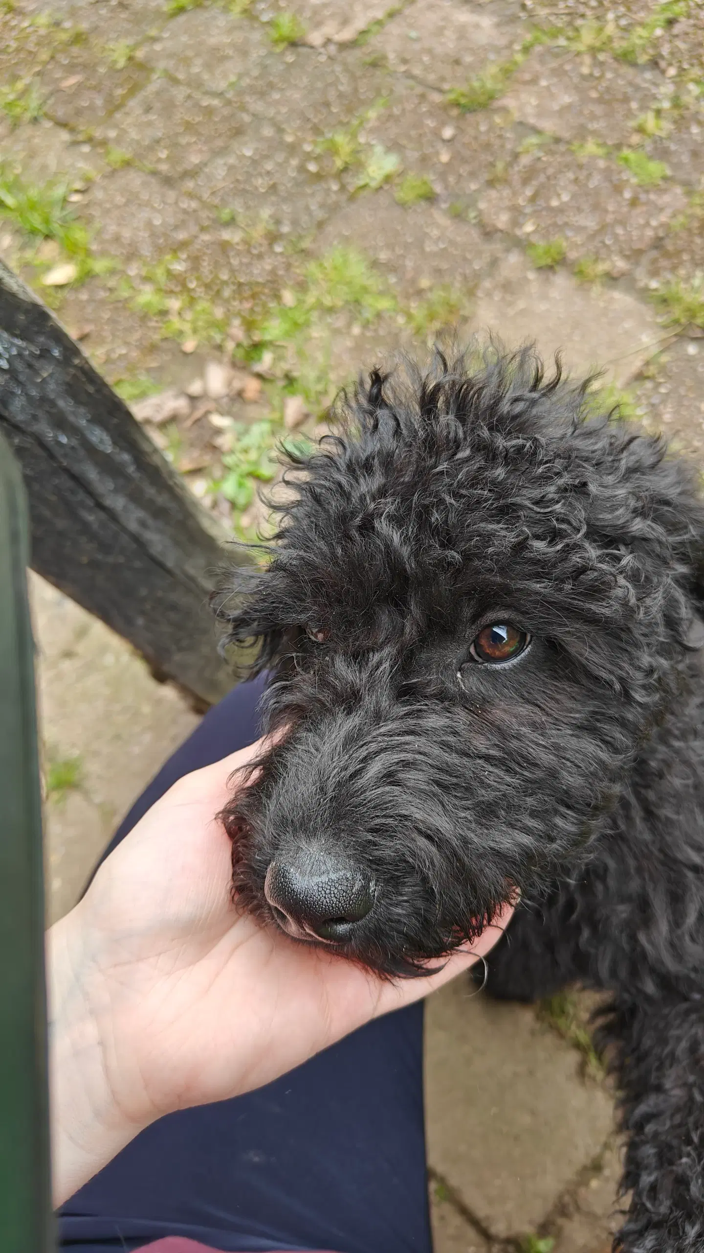 Labradoodle han hvalp