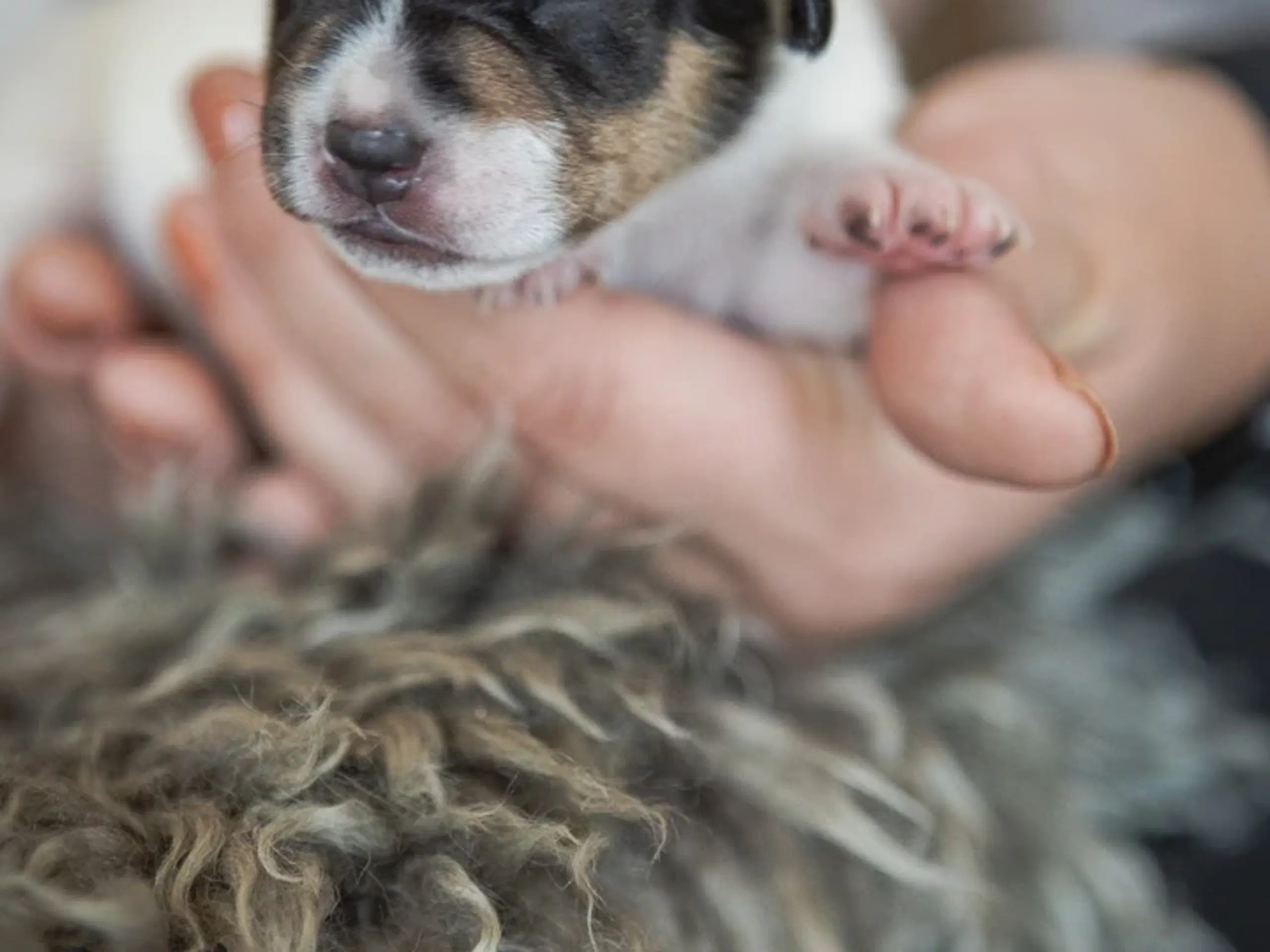 Dansk/svensk gårdhunde hvalpe