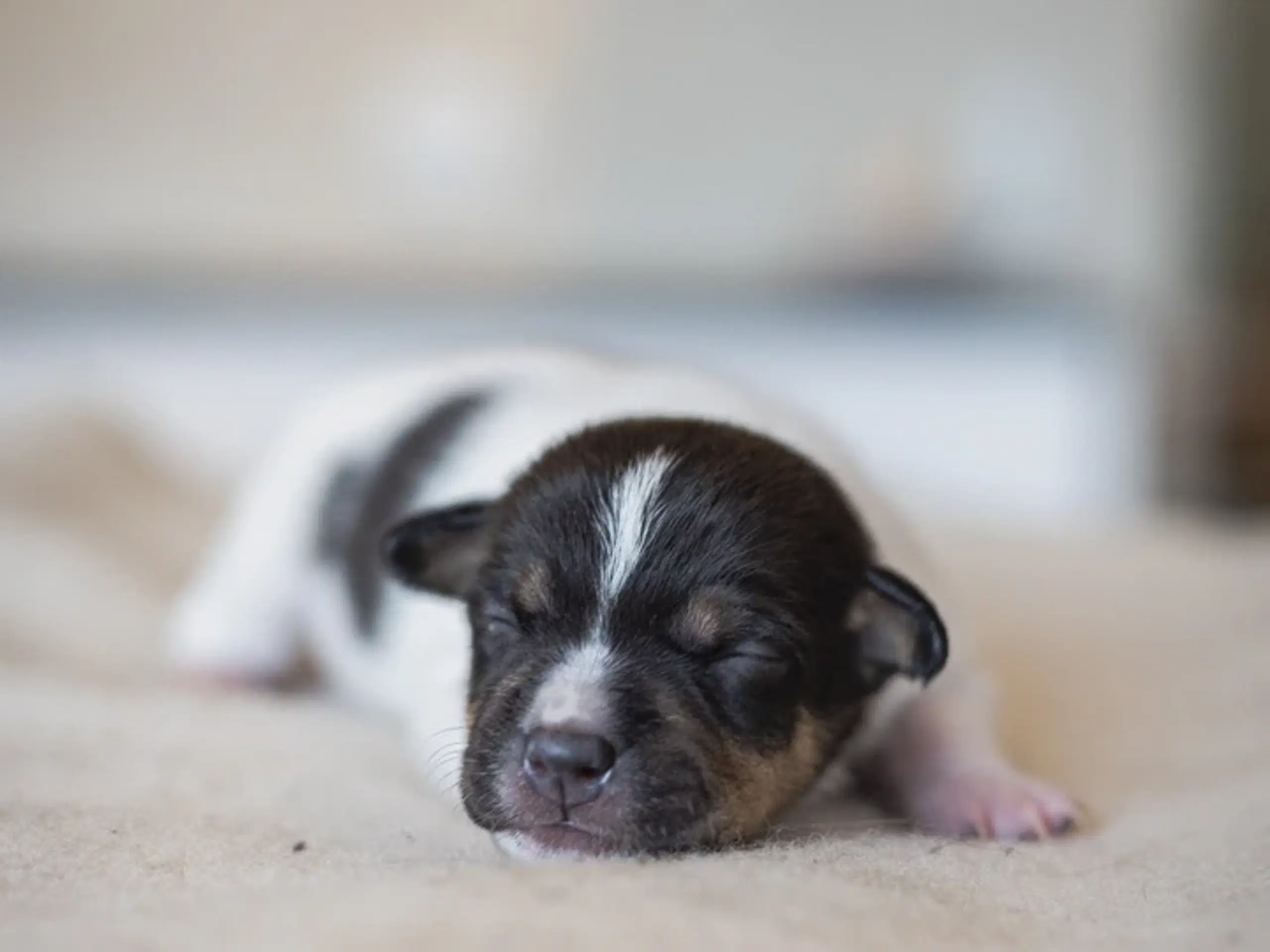 Dansk/svensk gårdhunde hvalpe