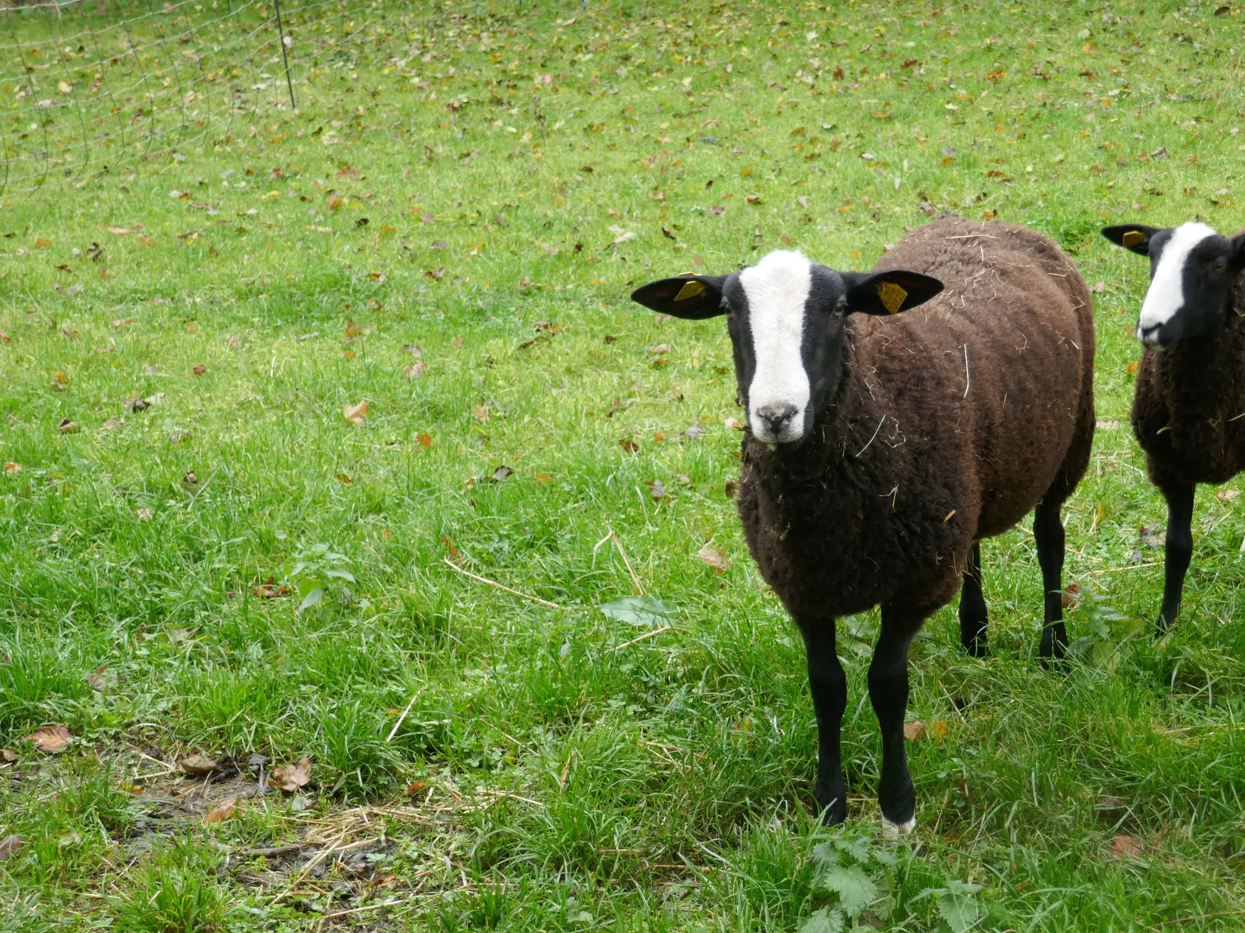 Zwartbles Vædderlam, m3, Vaccineret mod Bluetongue