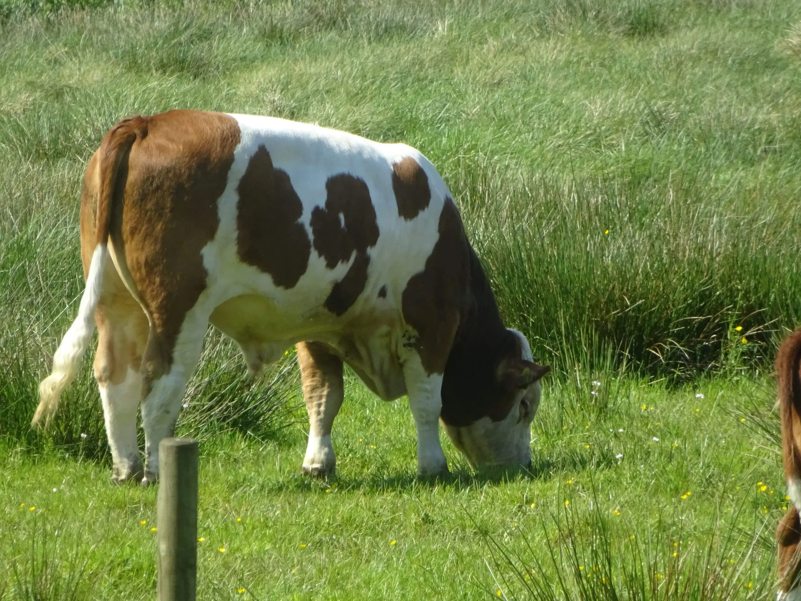 Flot simmentaler tyr udlejes