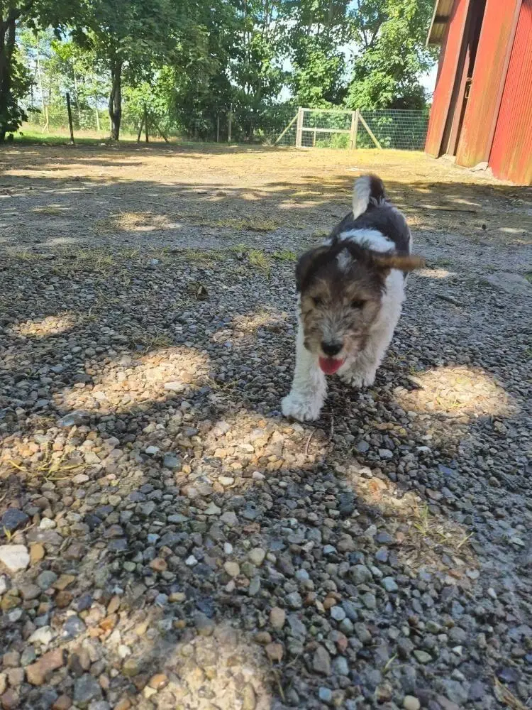 Foxterrier hvalpe 8 uger