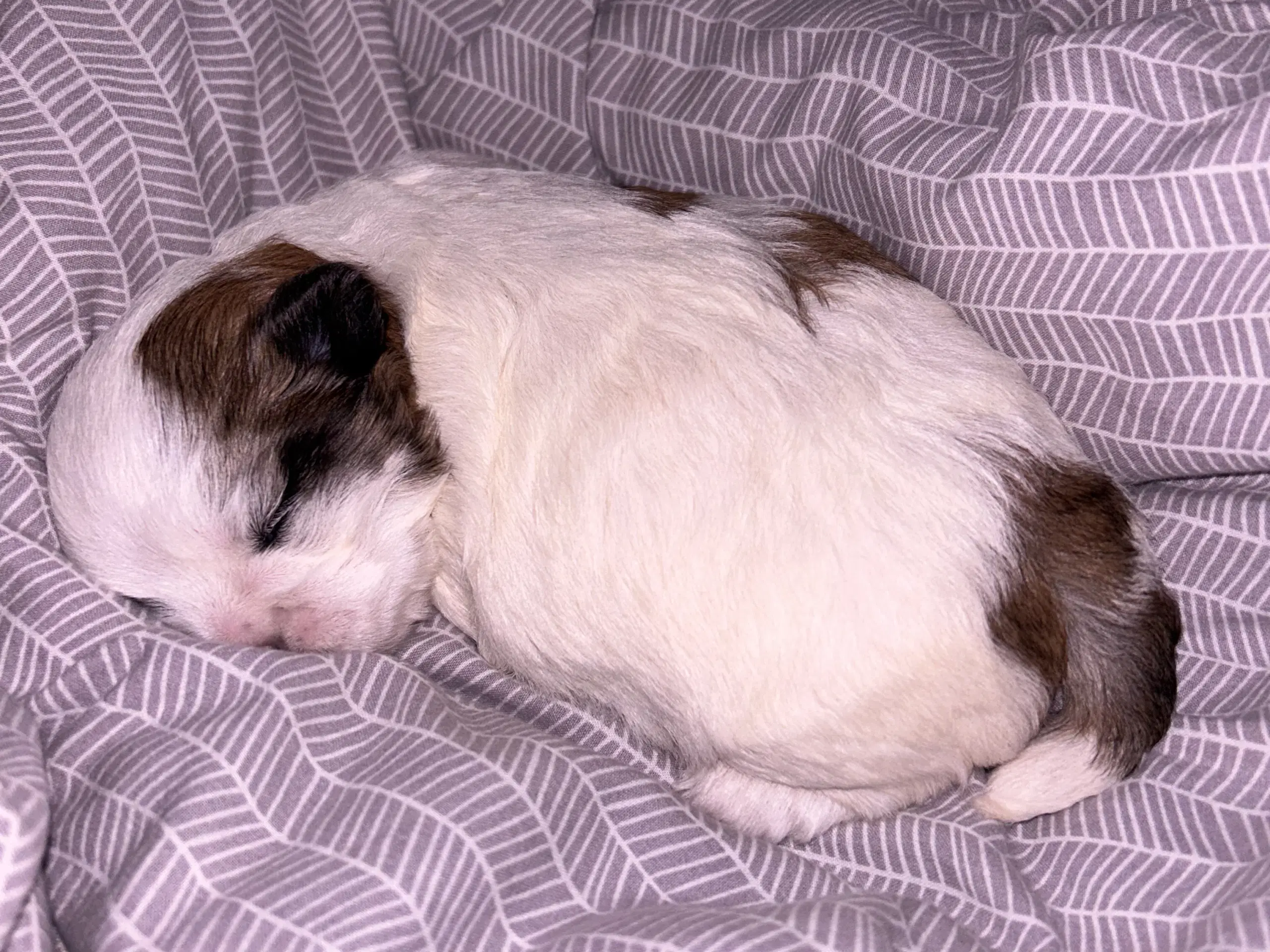 Shih Tzu / Malteser hvalp til salg.( Boomer ) Pige