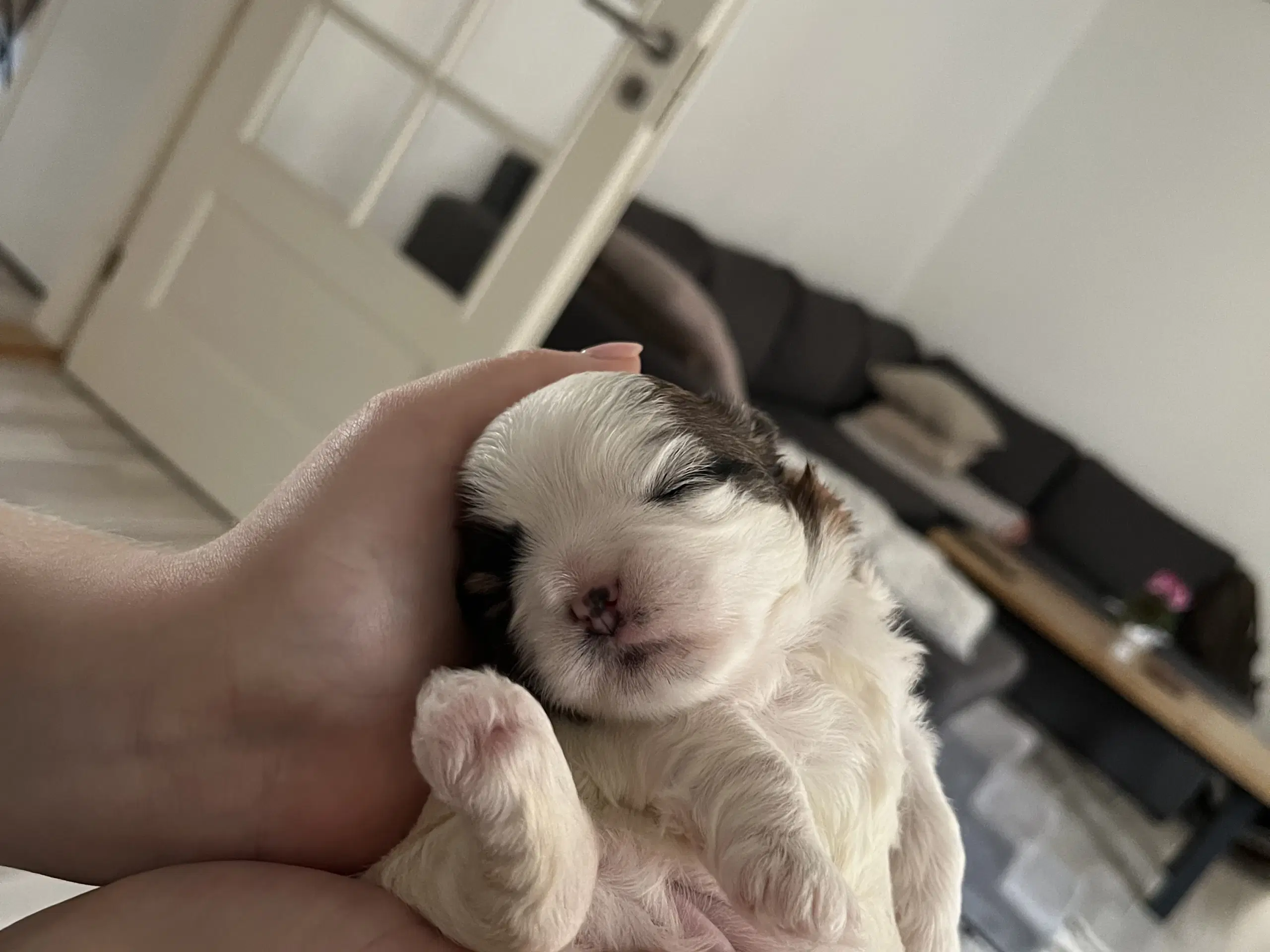 Shih Tzu / Malteser hvalp til salg.( Boomer ) Pige