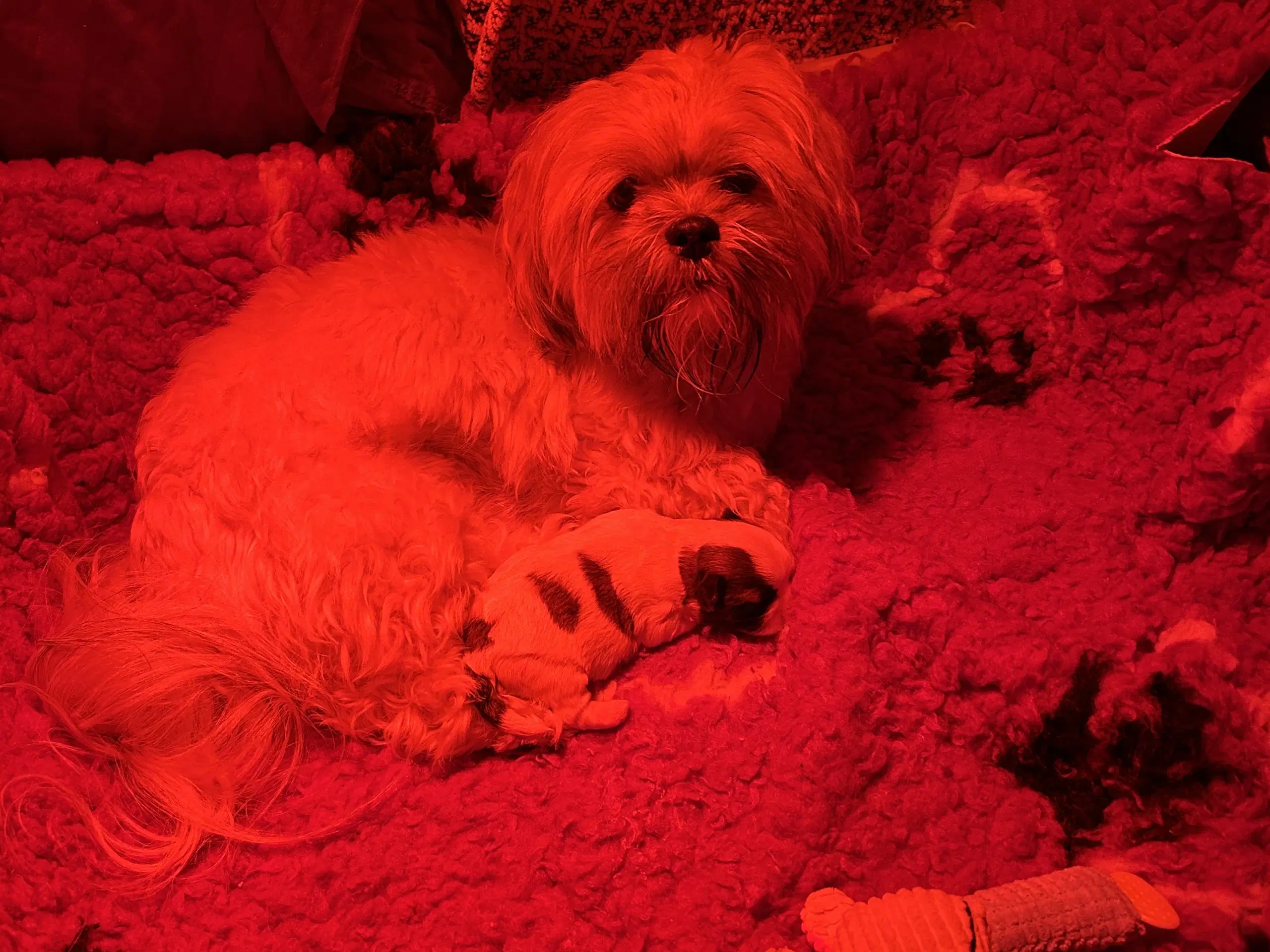 Shih Tzu / Malteser hvalp til salg.( Boomer ) Pige