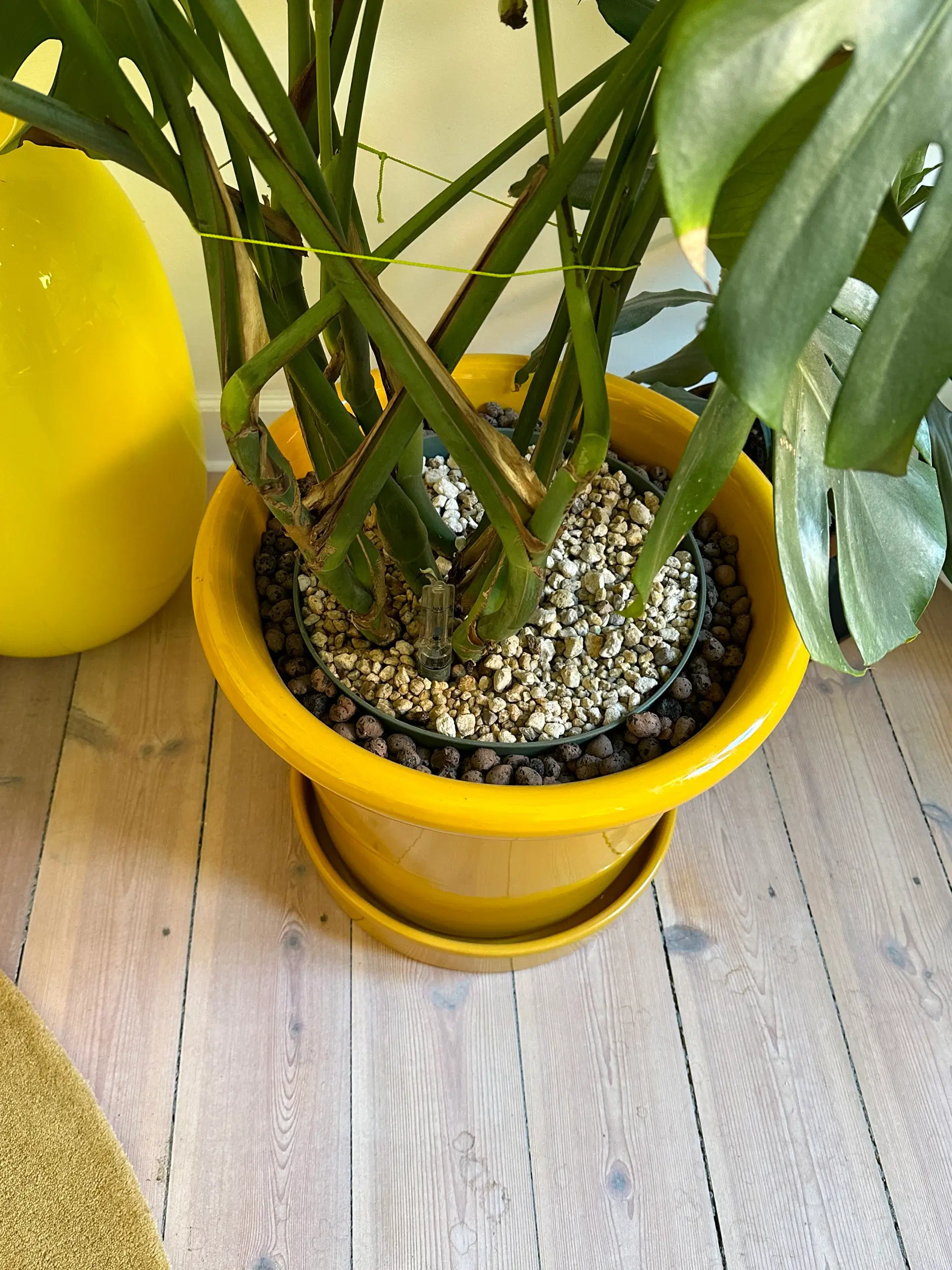 Stor grøn plante i gul potte inklusiv underskål