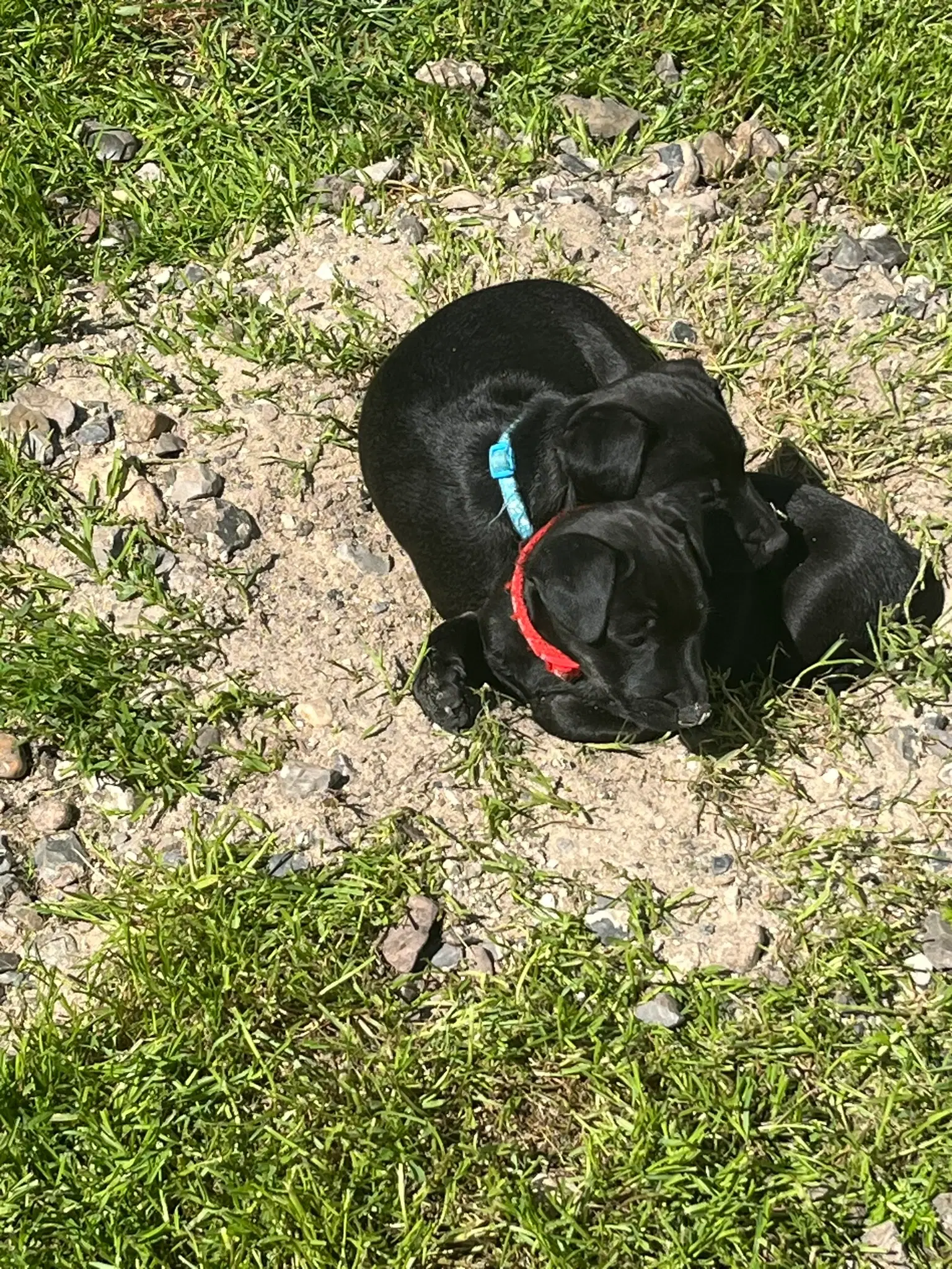 Patterdale terrier hvalpe