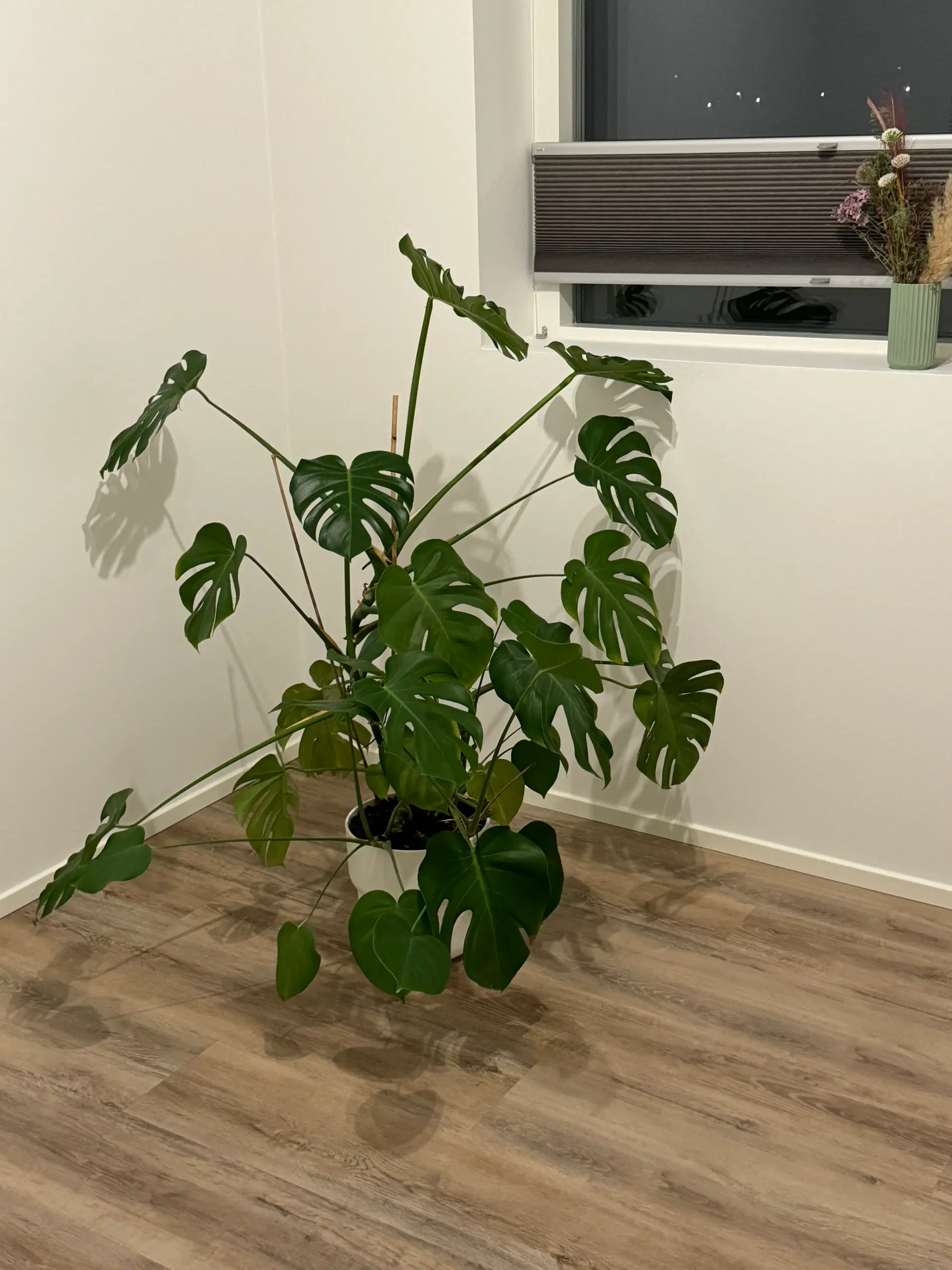 Grøn plante Monstera Deliciosa