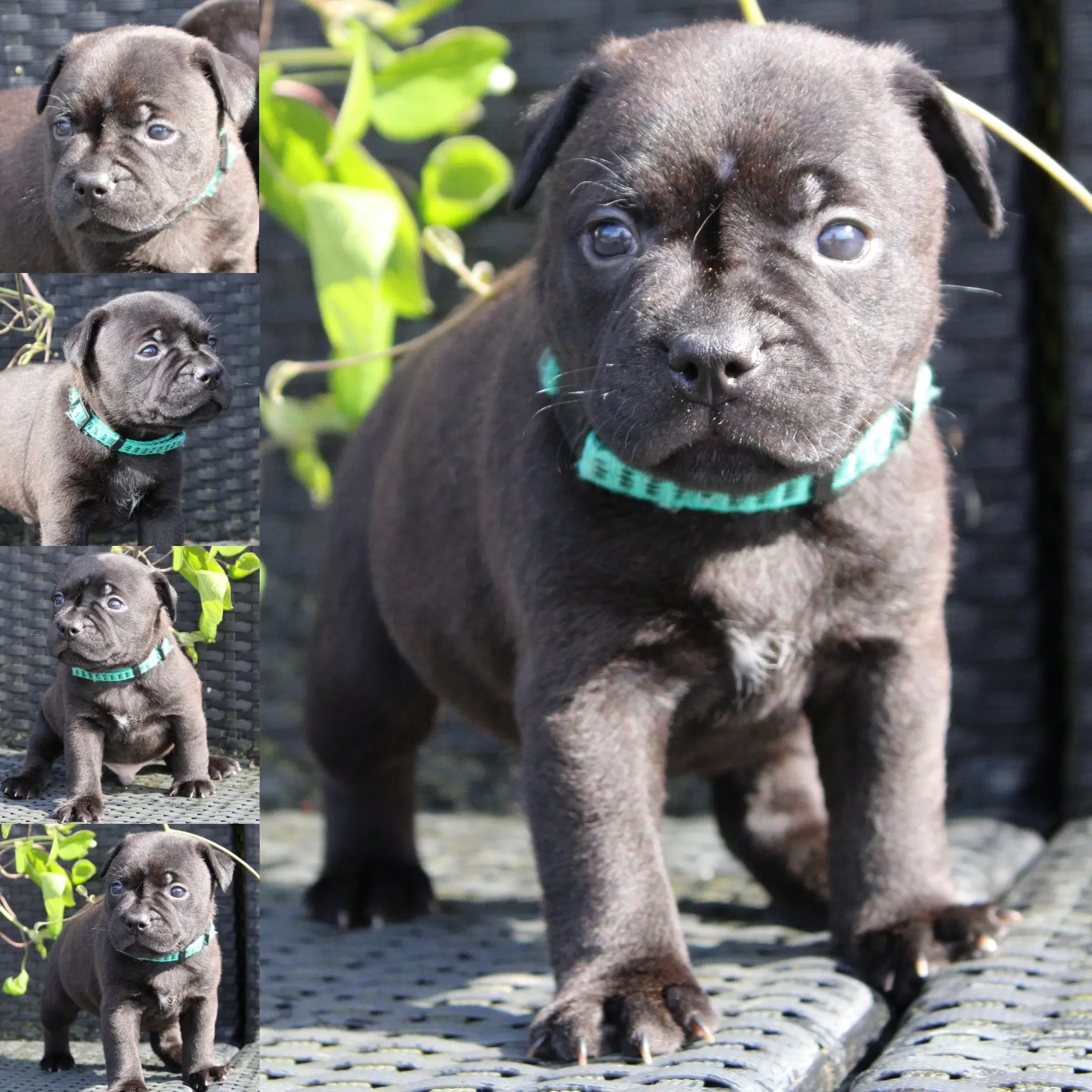 Staffordshire bull terrier