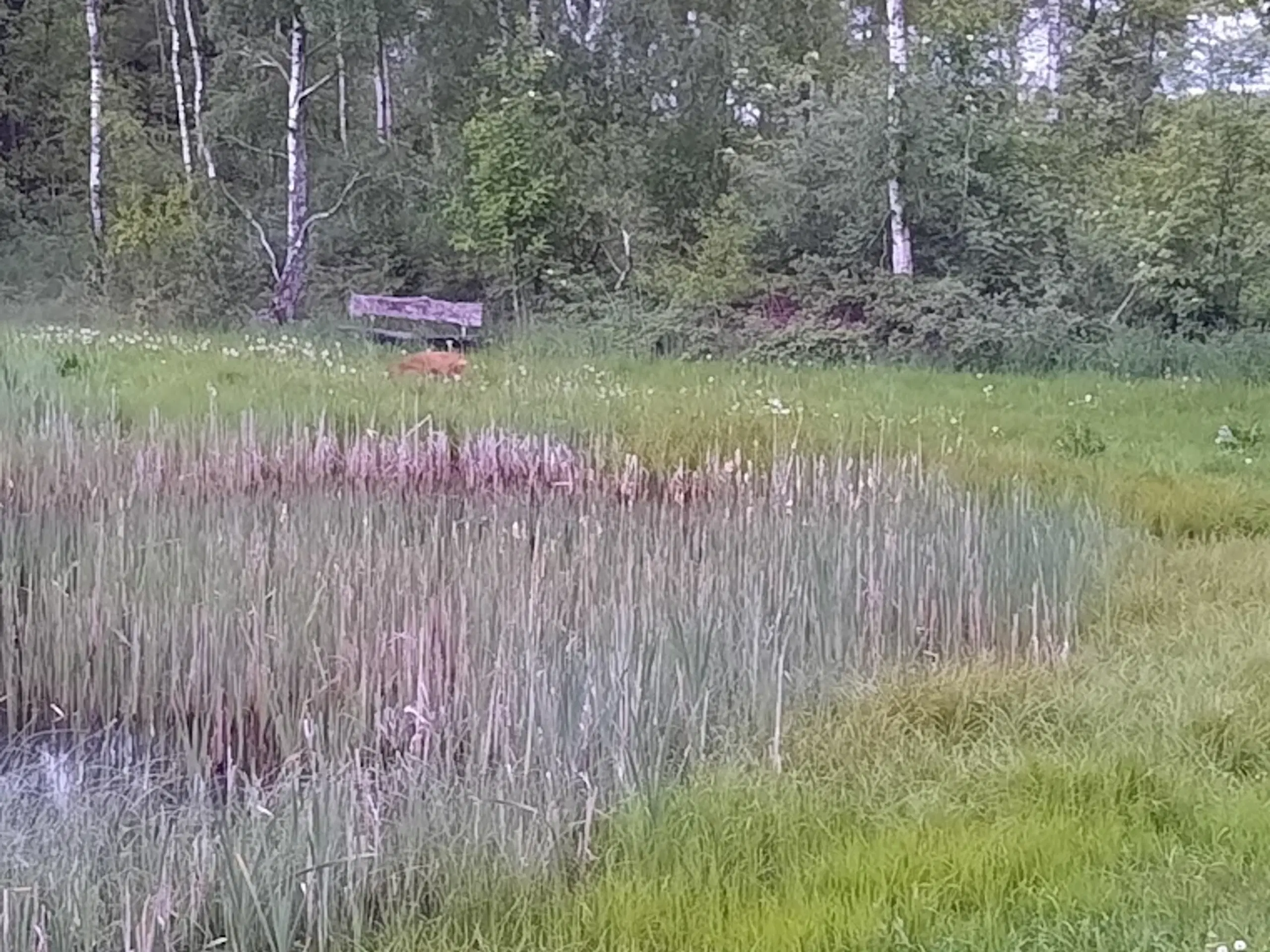 Jagt ejendom på 11,2Ha, særligt natur og egen sø.