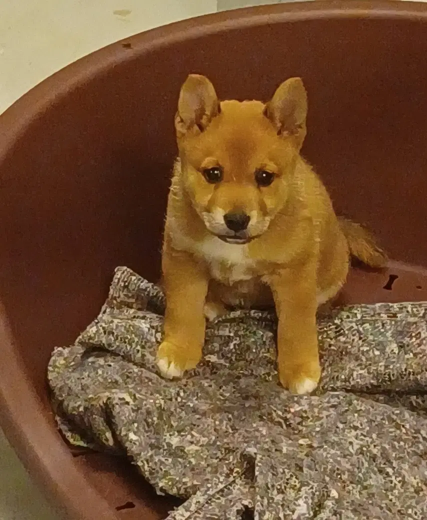 Shiba Inu Blanding