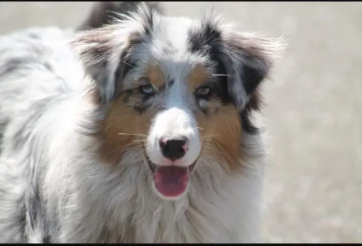 Australian Shepherd Tæve fra Nov 23