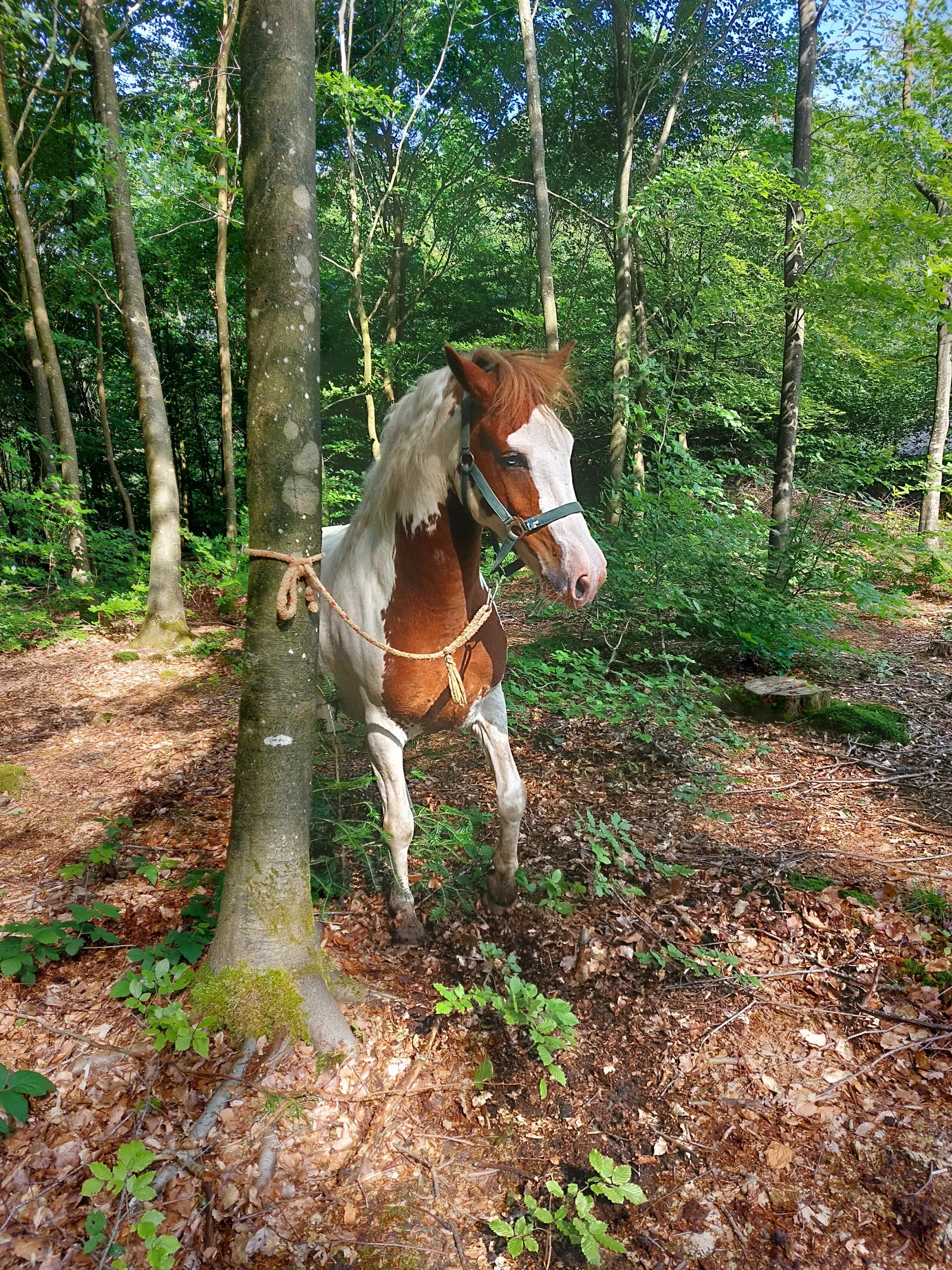 Pinto vallak 5 år