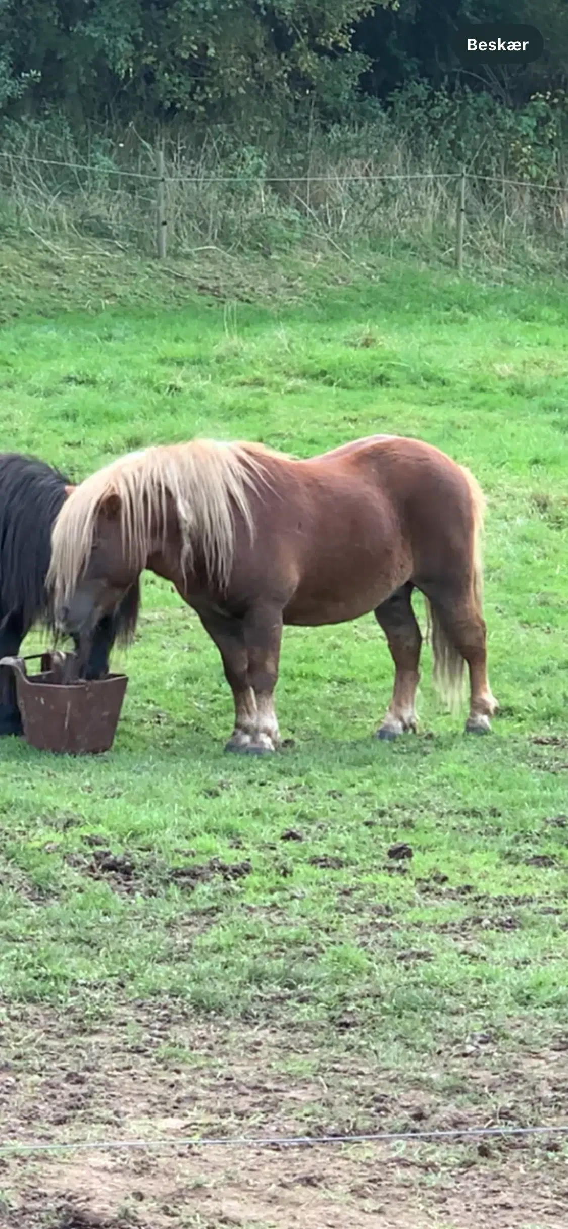 Kåret hingst sælges