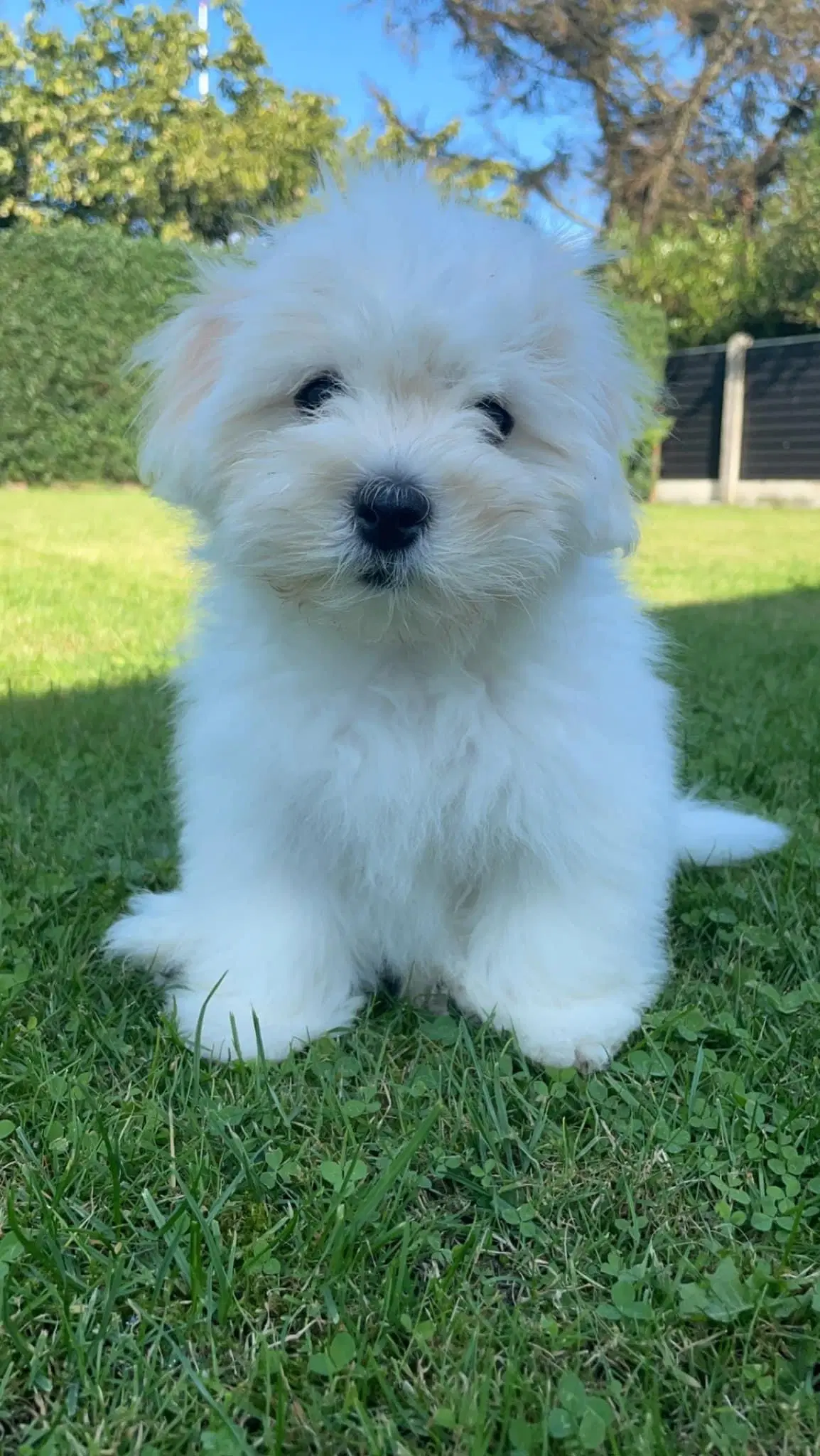 Coton de tulear