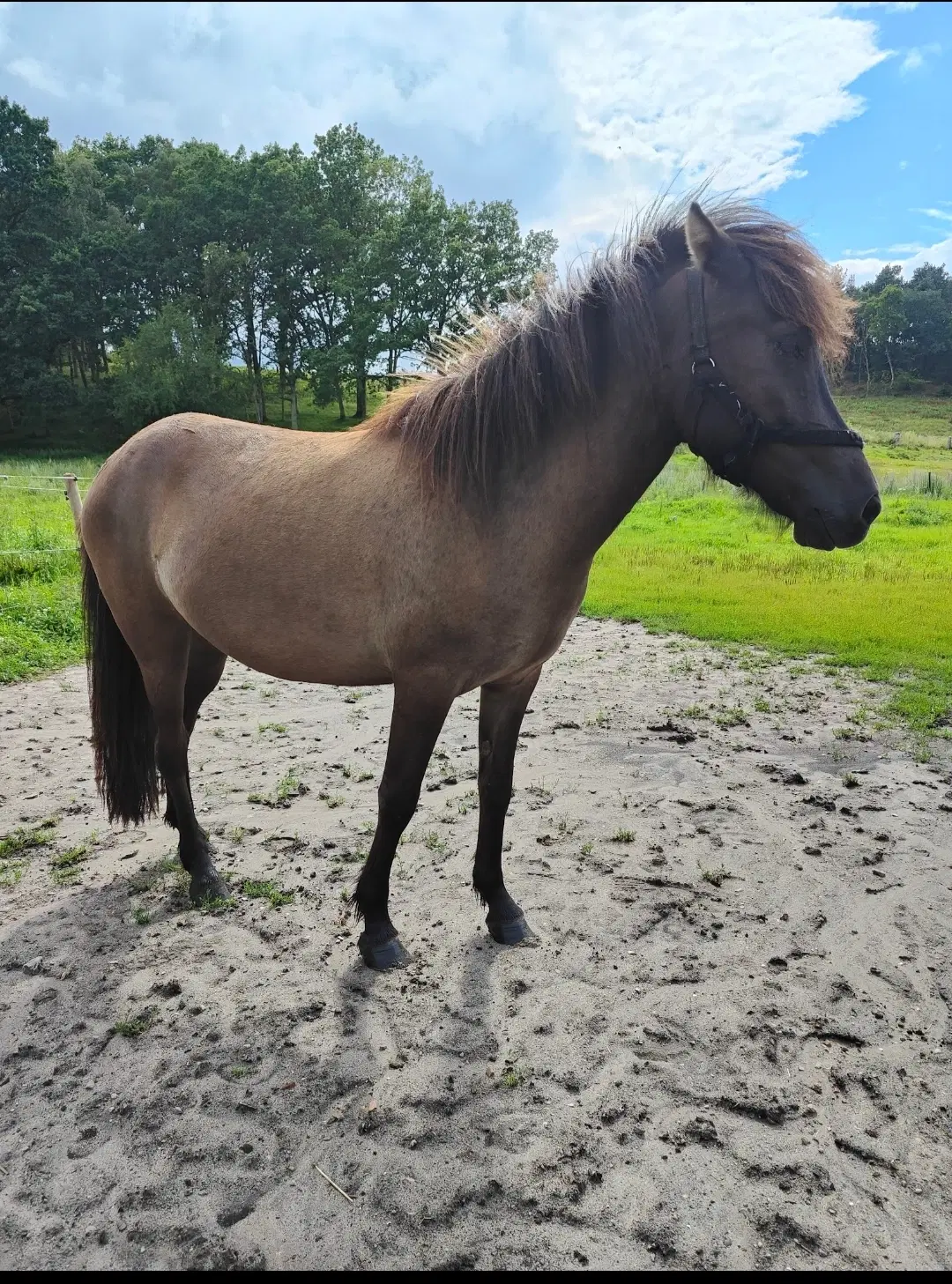 Islænder med fed farve