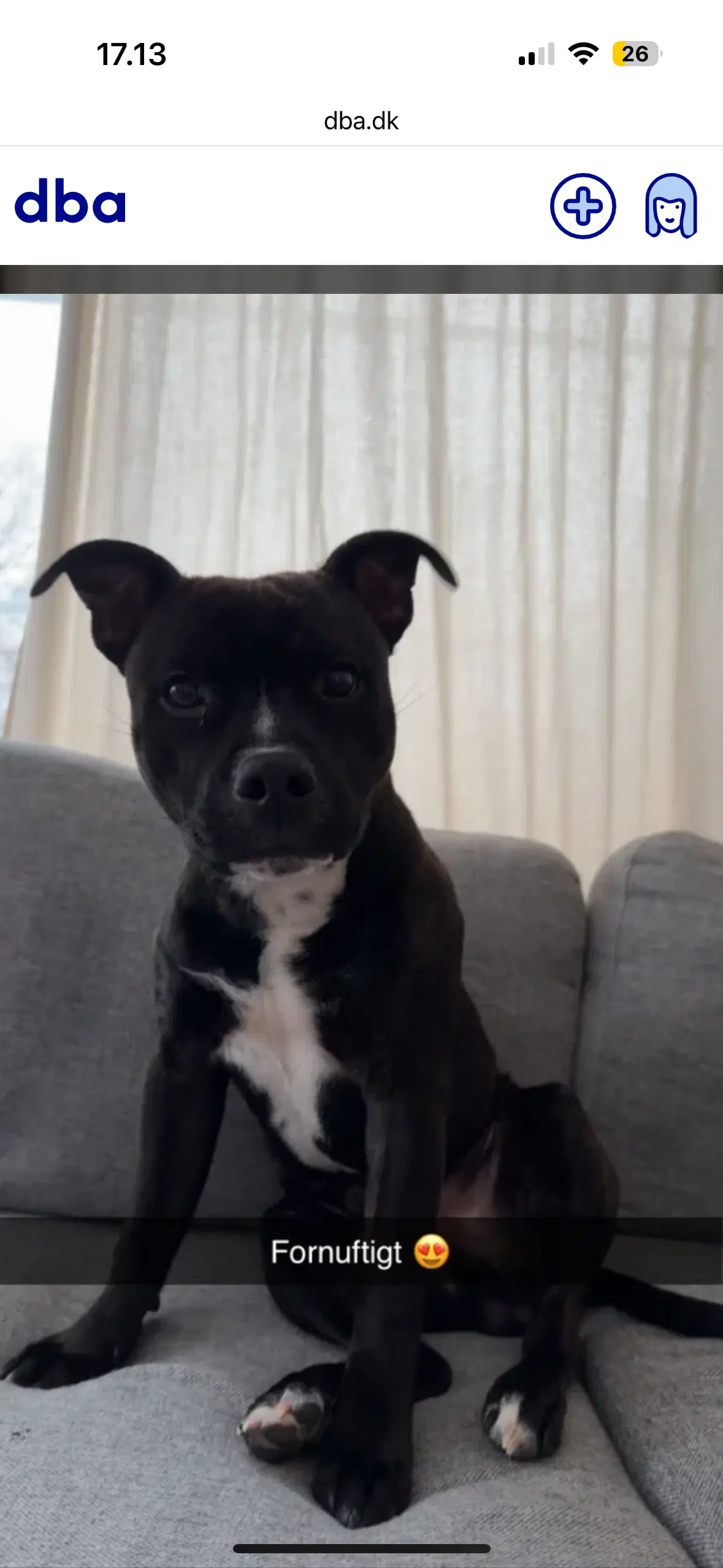 staffordshire bull terrier