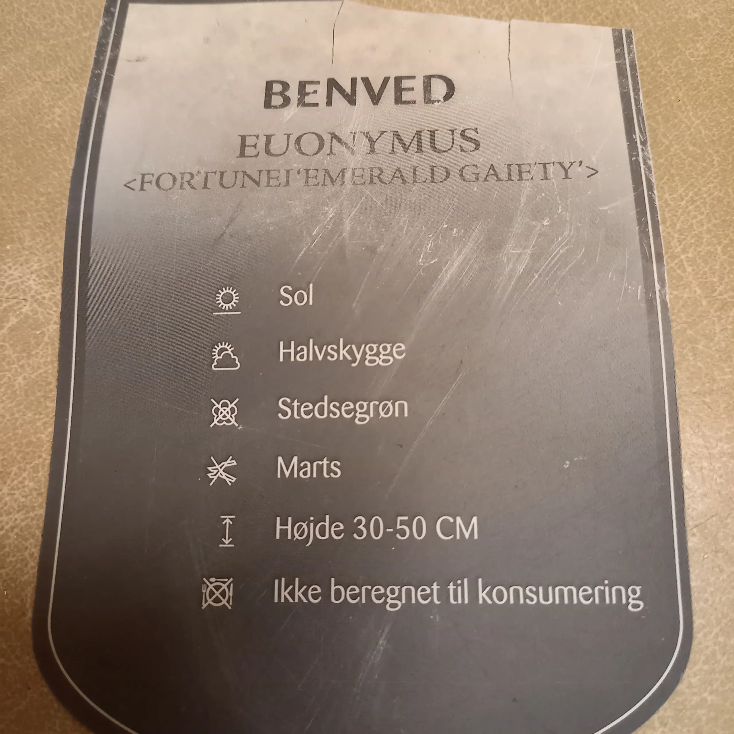 Benved Emerald Gaiety - stedsegrønne buske