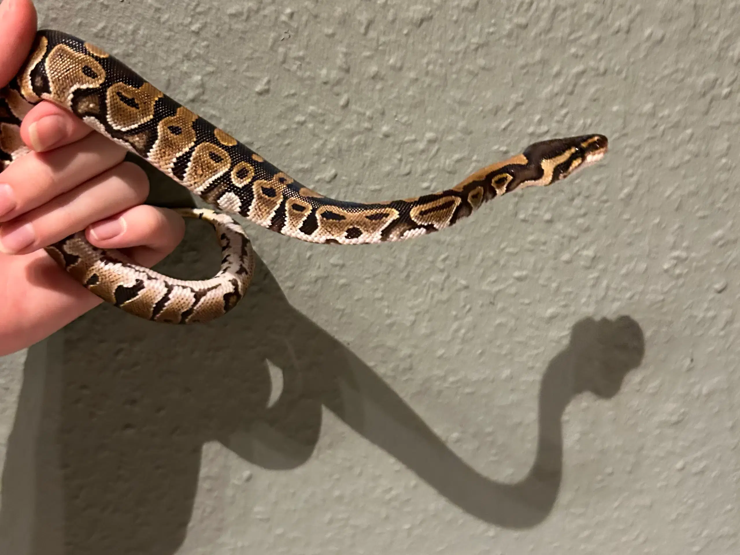 Ball python