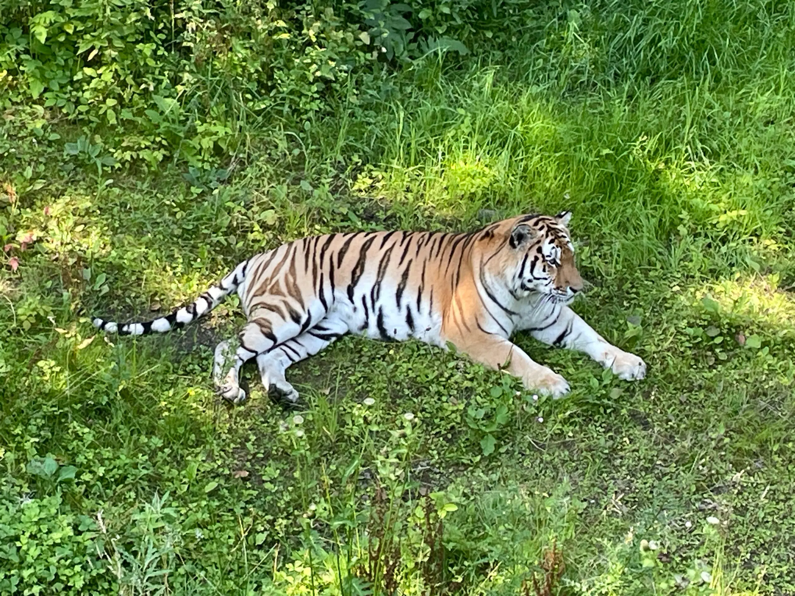 Billet Knuthenborg Safaripark