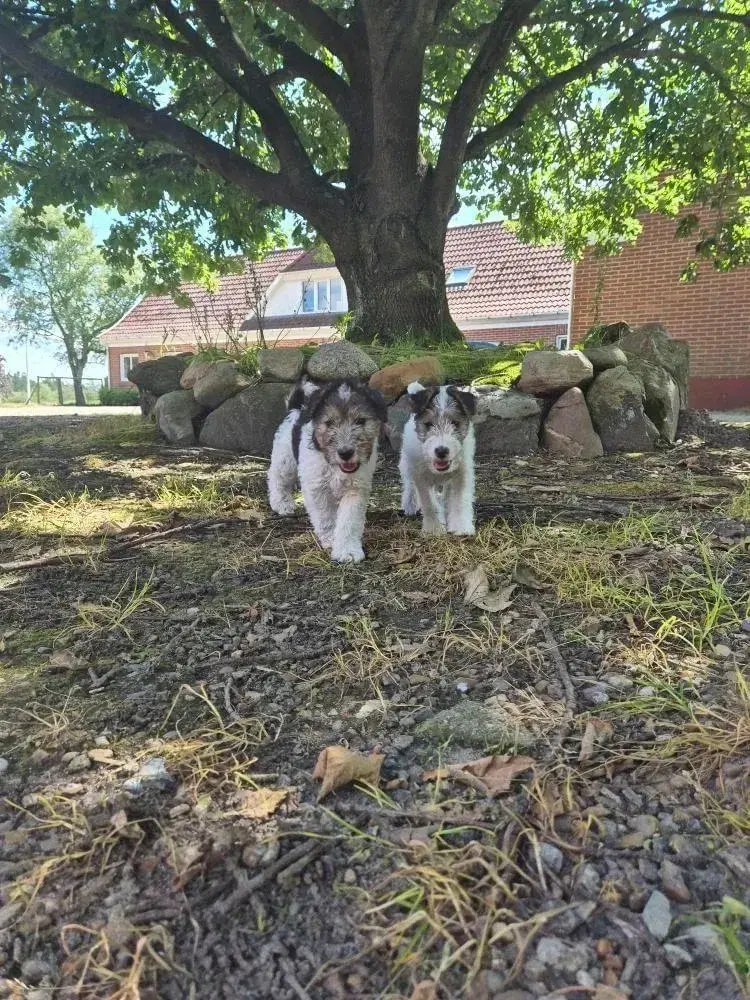 Foxterrier hvalpe 8 uger