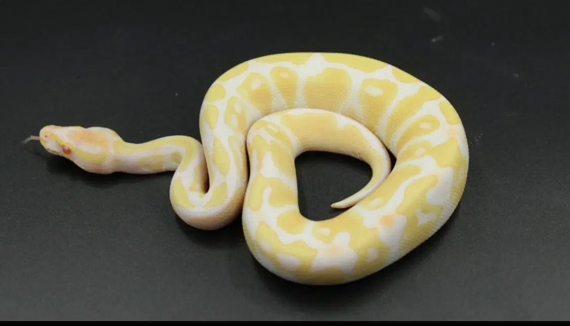 Kongepython albino